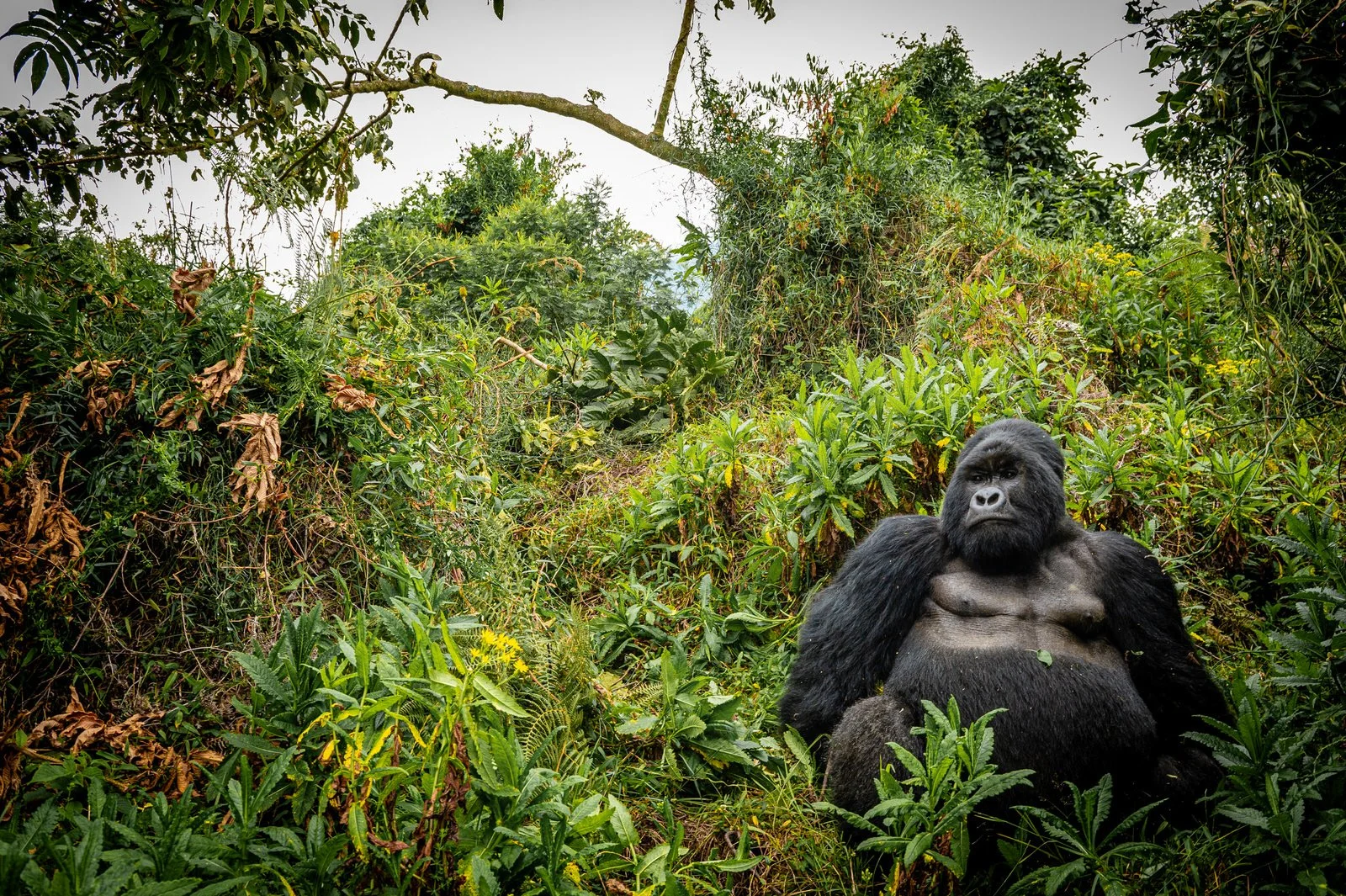 Mgahinga_National_Park_Nyakagezi_Family_Gorilla_Copyright_Kathleen_Ricker-8122.jpg