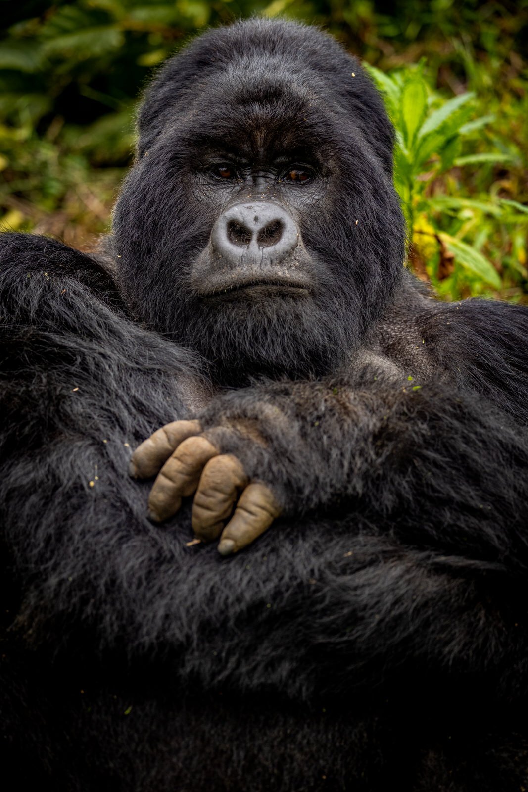 Mgahinga_National_Park_Nyakagezi_Family_Gorilla_Copyright_Kathleen_Ricker-3133.jpg