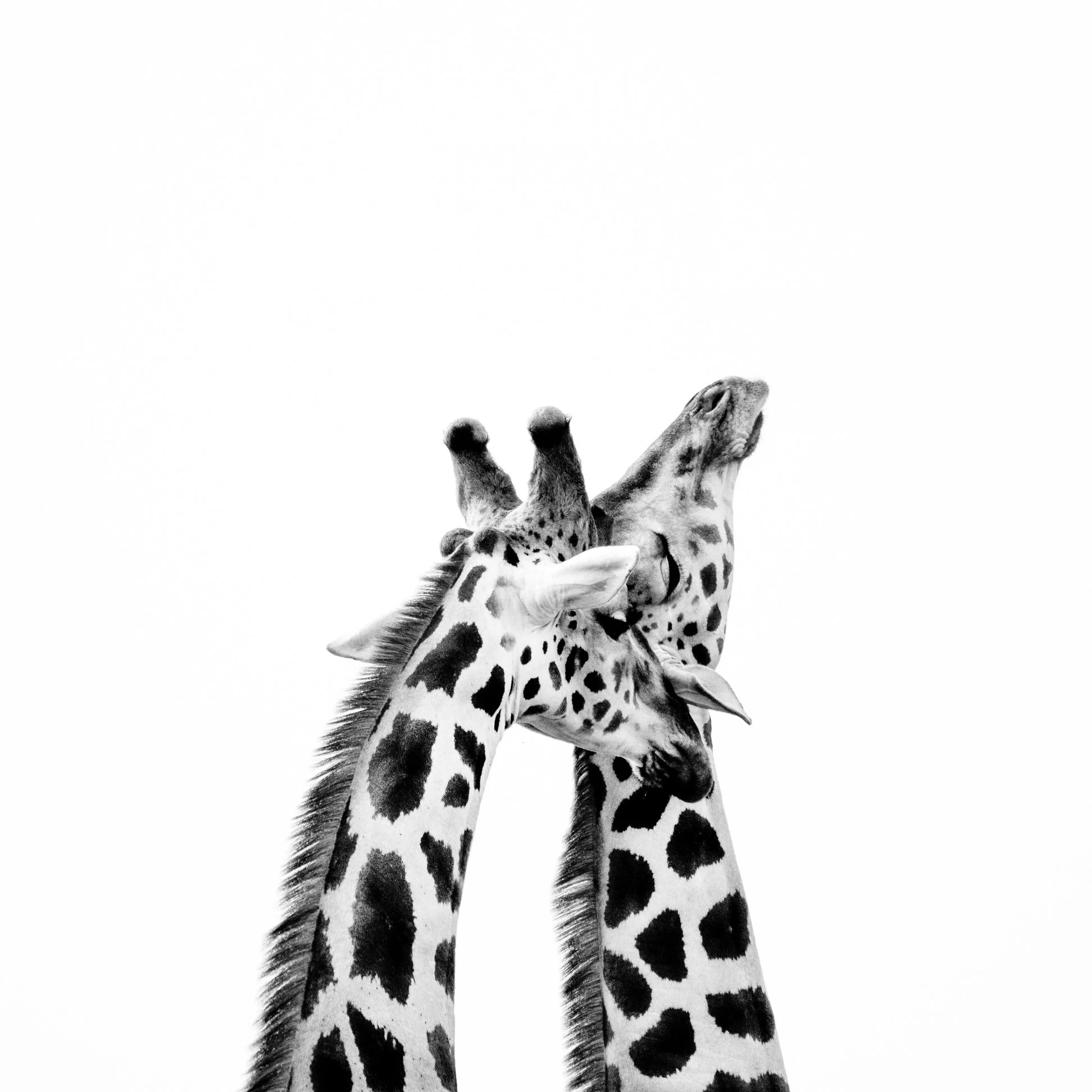 GiraffeArt-KathleenRicker-3536 2.jpg