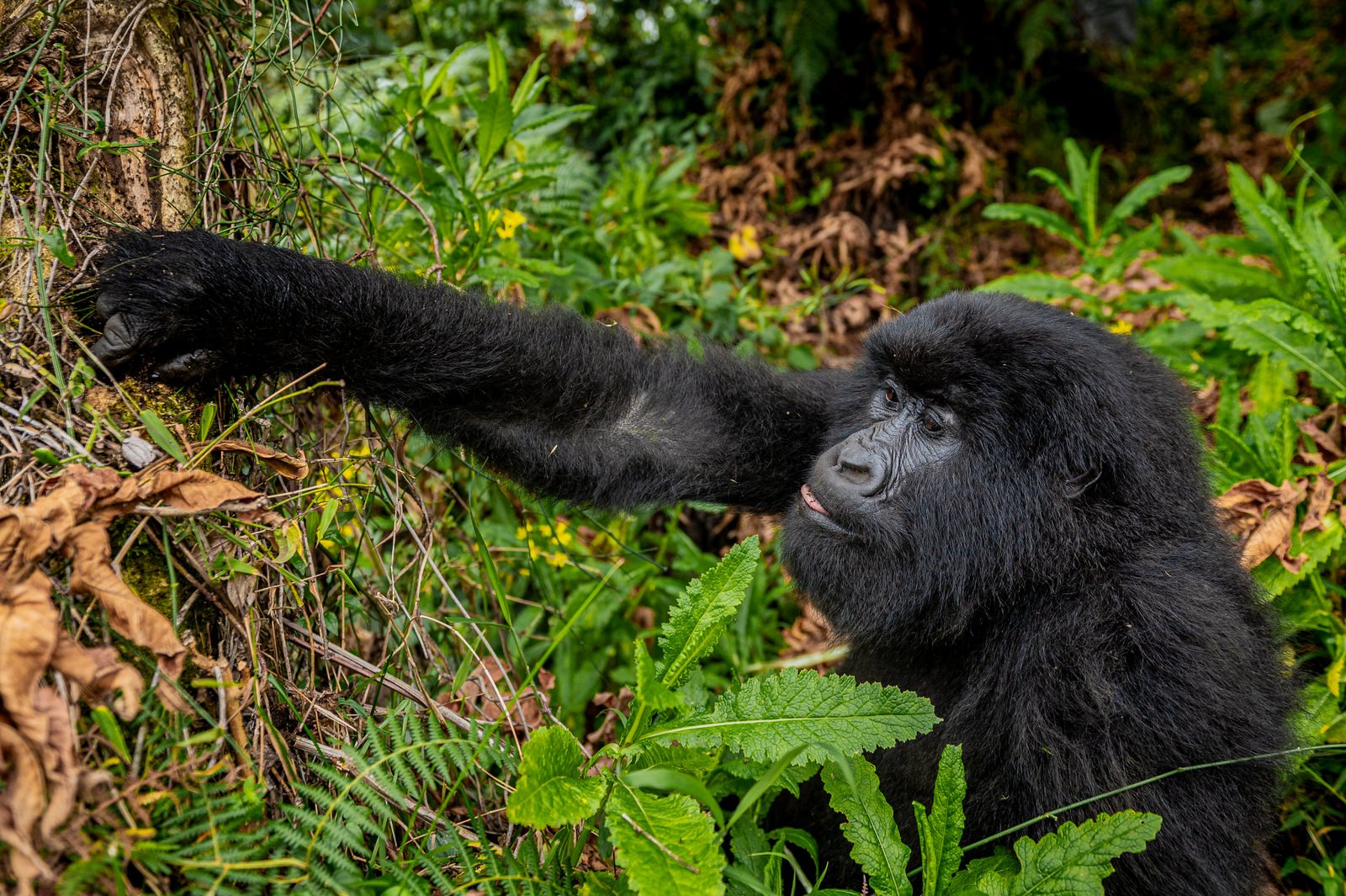 Mgahinga_National_Park_Nyakagezi_Family_Gorilla_Copyright_Kathleen_Ricker-7844.jpg
