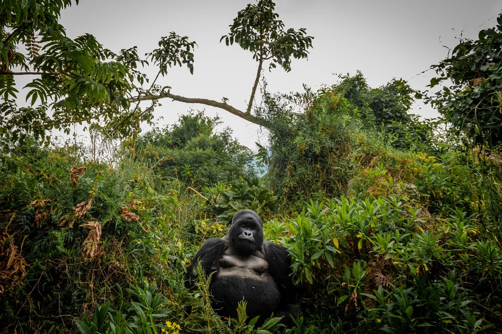 Mgahinga_National_Park_Nyakagezi_Family_Gorilla_Copyright_Kathleen_Ricker--9.jpg