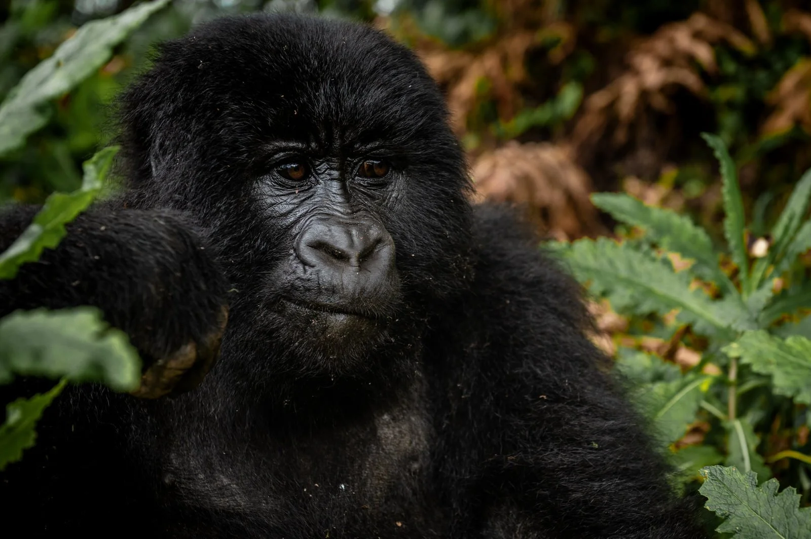 Mgahinga_National_Park_Nyakagezi_Family_Gorilla_Copyright_Kathleen_Ricker-7908.jpg