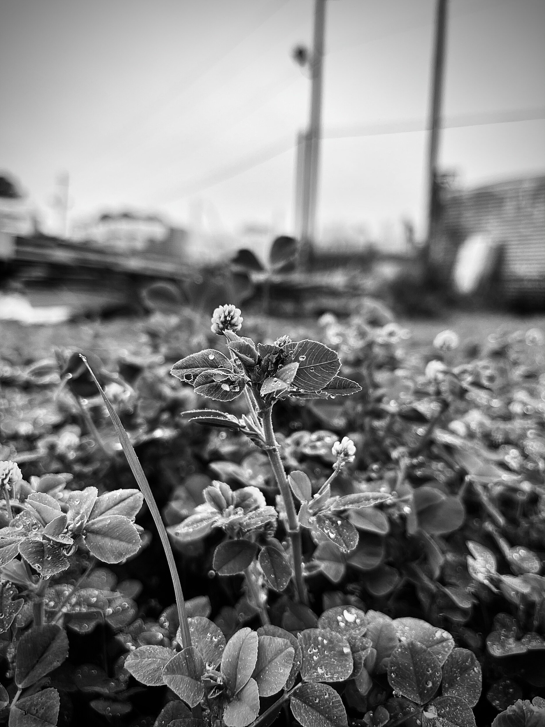 IMG_2206.jpeg