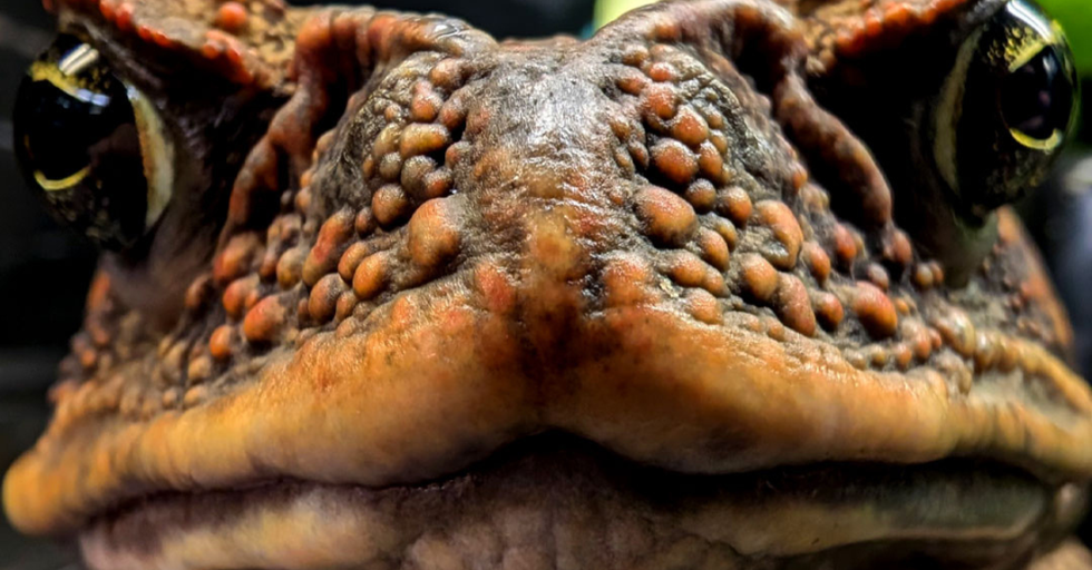 Biology of the Despised