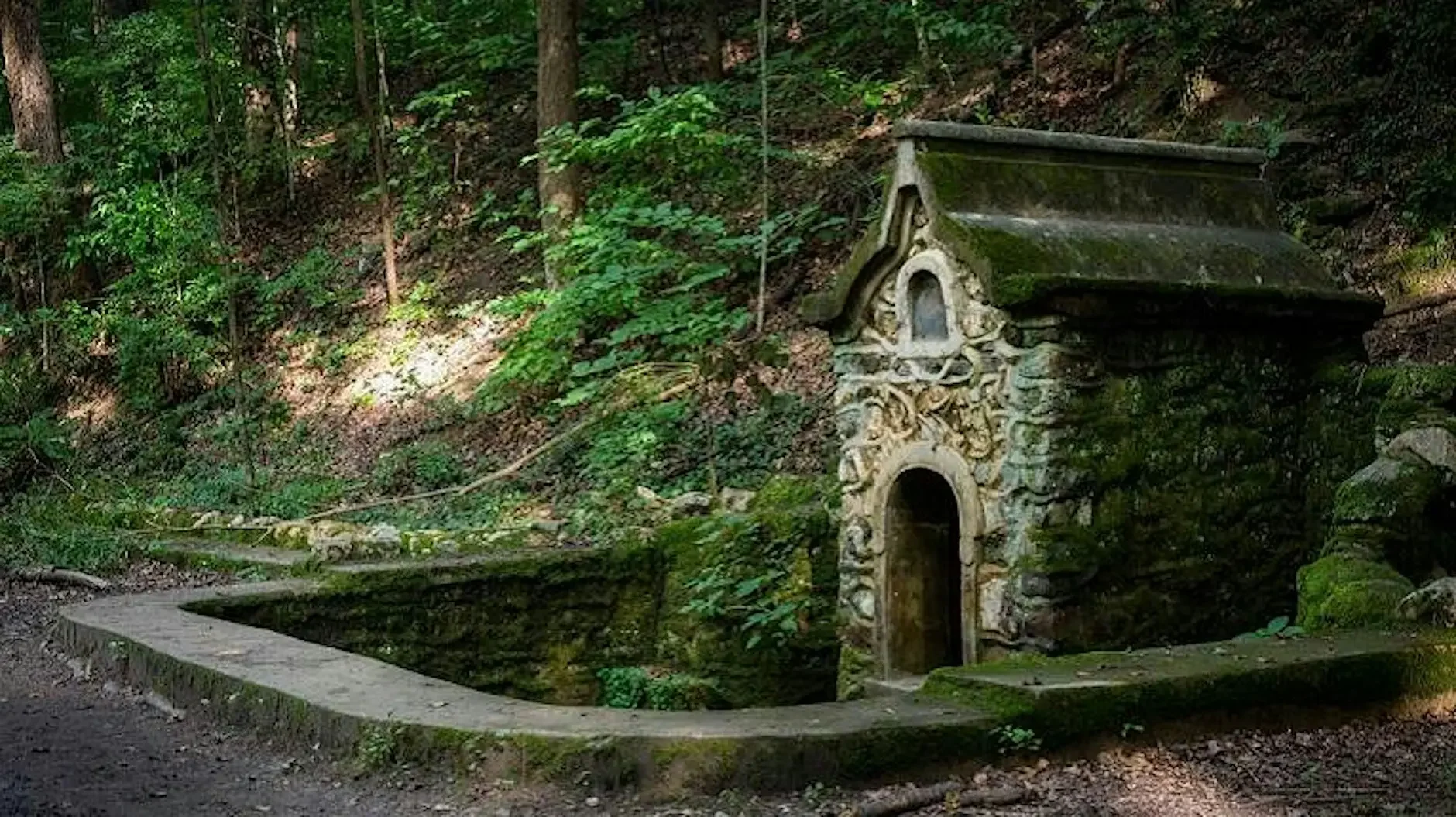 Sunset Poetry in the Forest