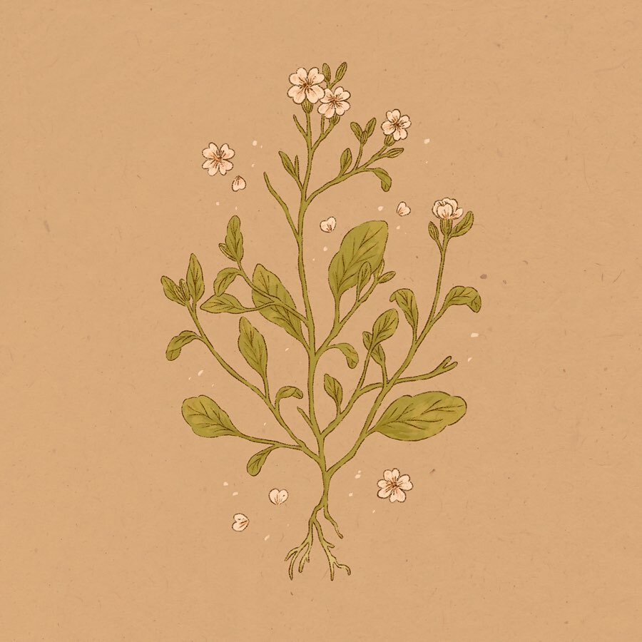 may always means flowers for me, so i&rsquo;ve illustrated this for the fruit friends print this month !!🌿 tell me your favourite kind of flower :-) i love yarrow and any other tiny little bunches of flowers &amp; forget me nots as well, really anyt