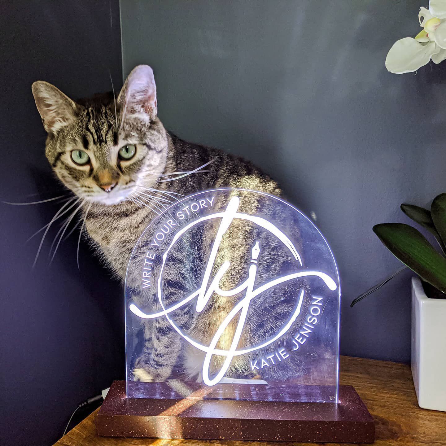 Got an amazing surprise from my favorite client not too long ago! @cyberdogzmarketing nailed it with this awesome light featuring my logo. I love it &mdash; and so does Boomer! 🐱 Thanks for the thoughtful gift @mabrevik!