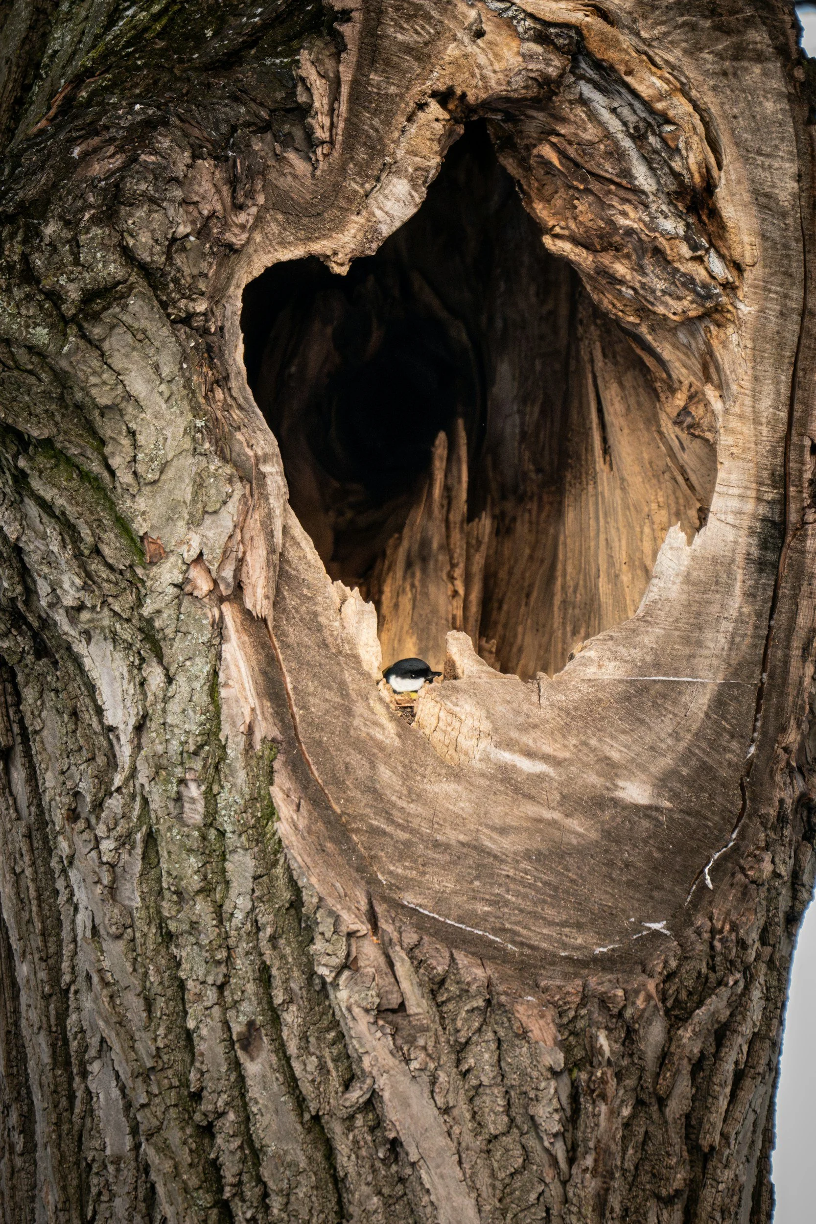 Hollow