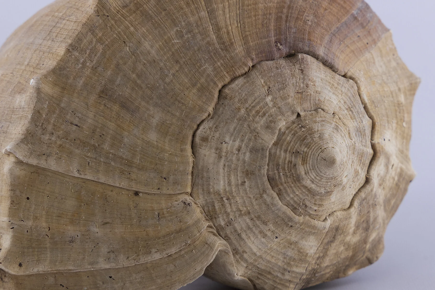 Whelk Shell