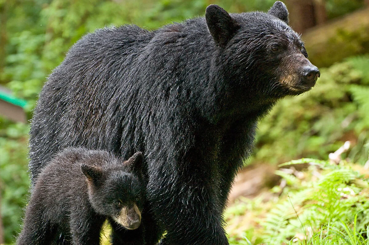 bear.jpg