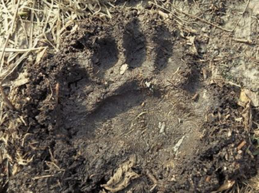 North American Bear Center