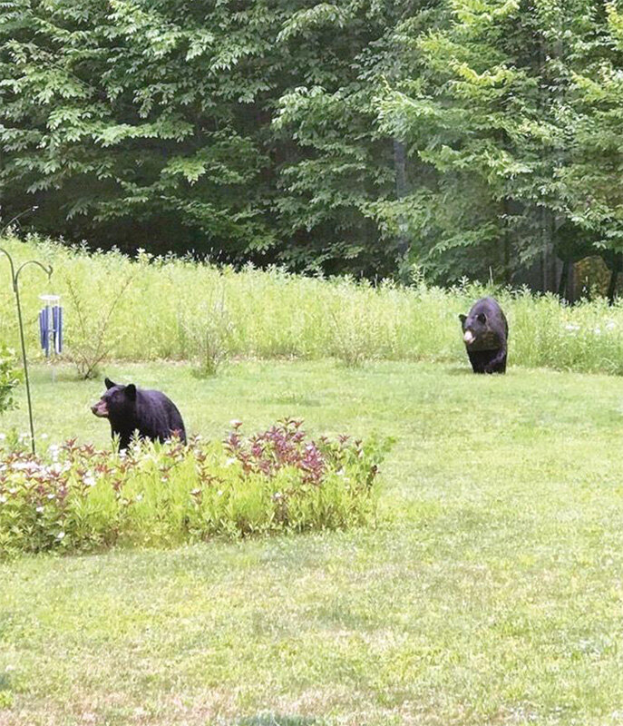 The Bear in Your Back Yard