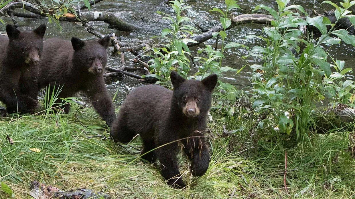 black-bear-cubs-436015.jpg