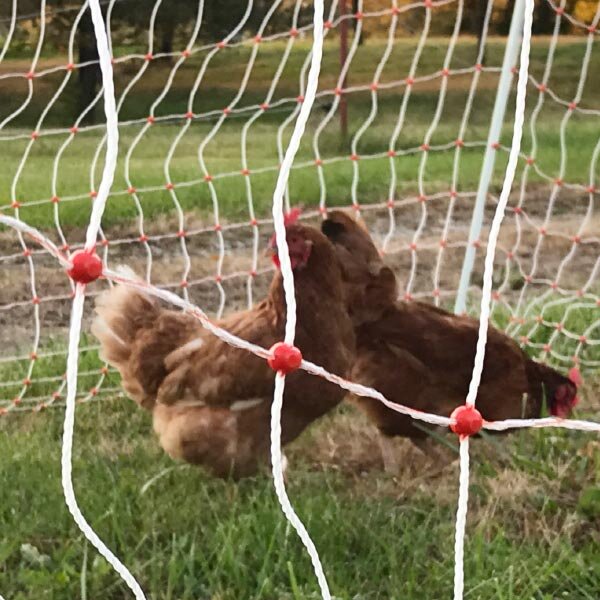 Chickens protected by Electric Fencing