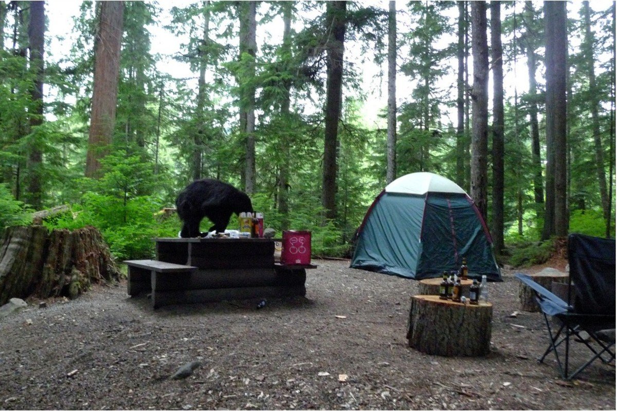 Bear_at_camp.jpg