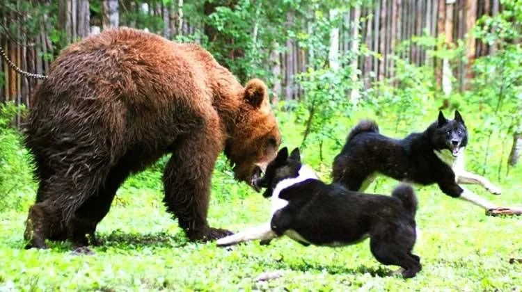 BearDogs.jpg