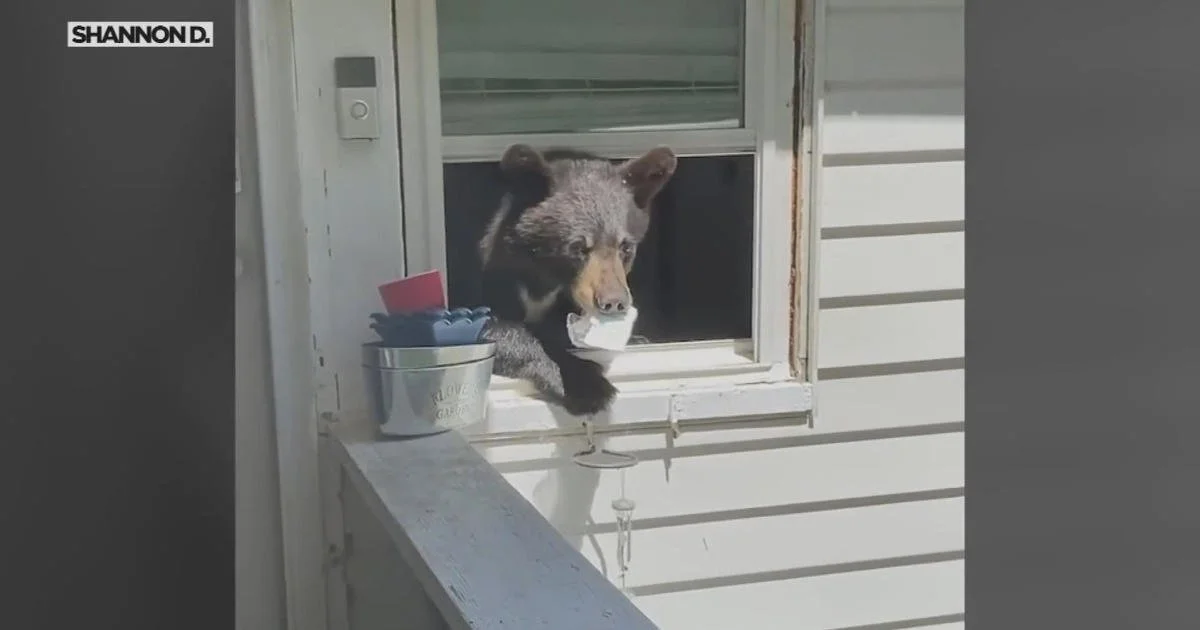bear-window-conn.jpg