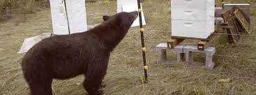 bear with e fence.jpg