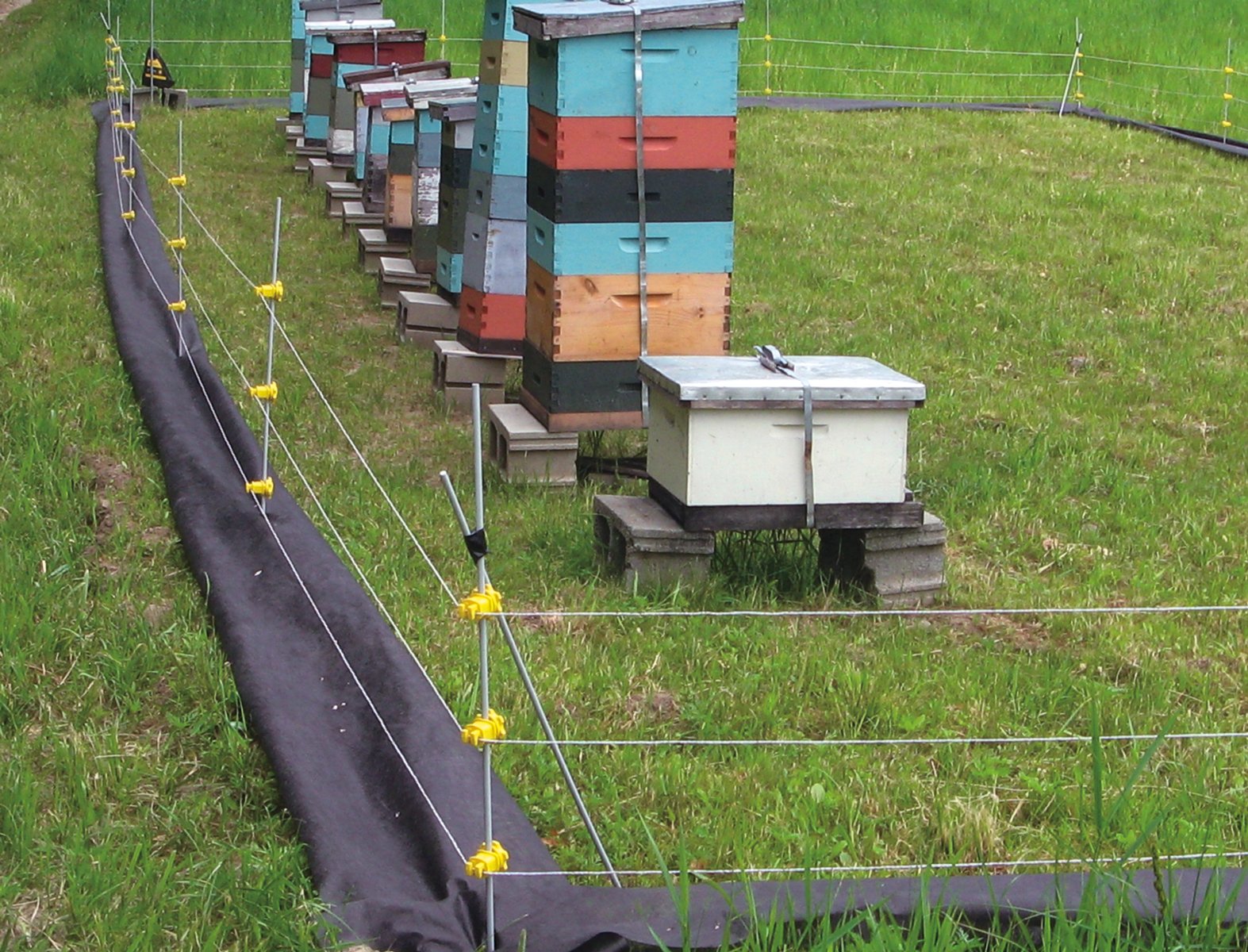 electric-fence-around-beehive.jpg