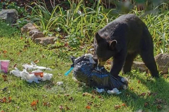 garbage bear.jpg