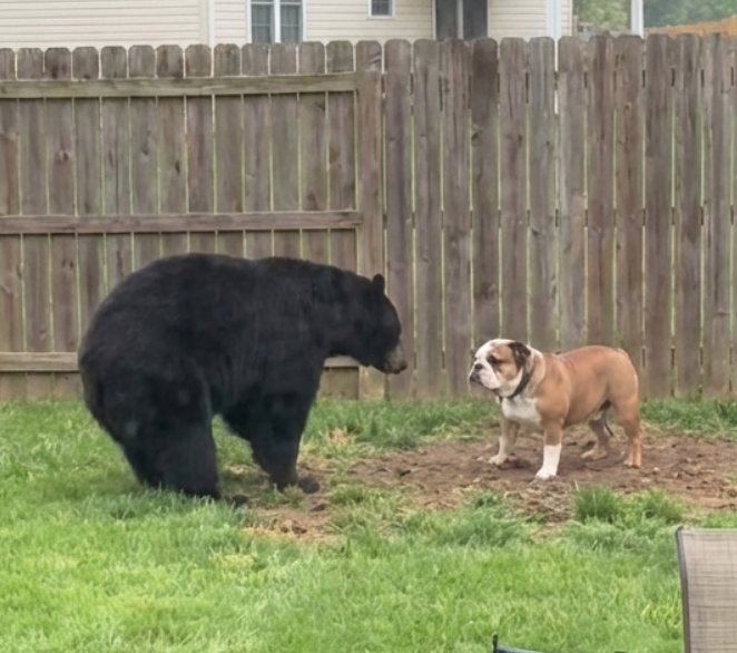 bulldog.png