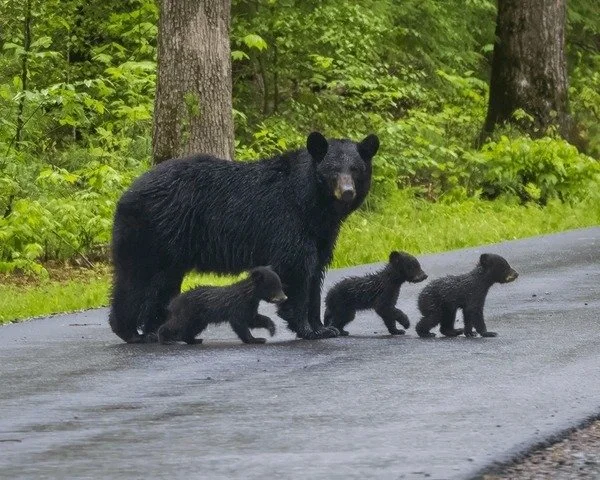 mum and cubs crossing road.jpg