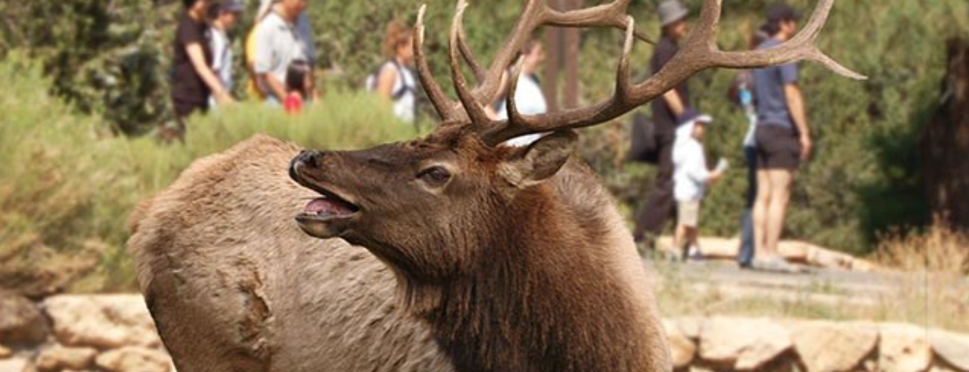 ELK.png