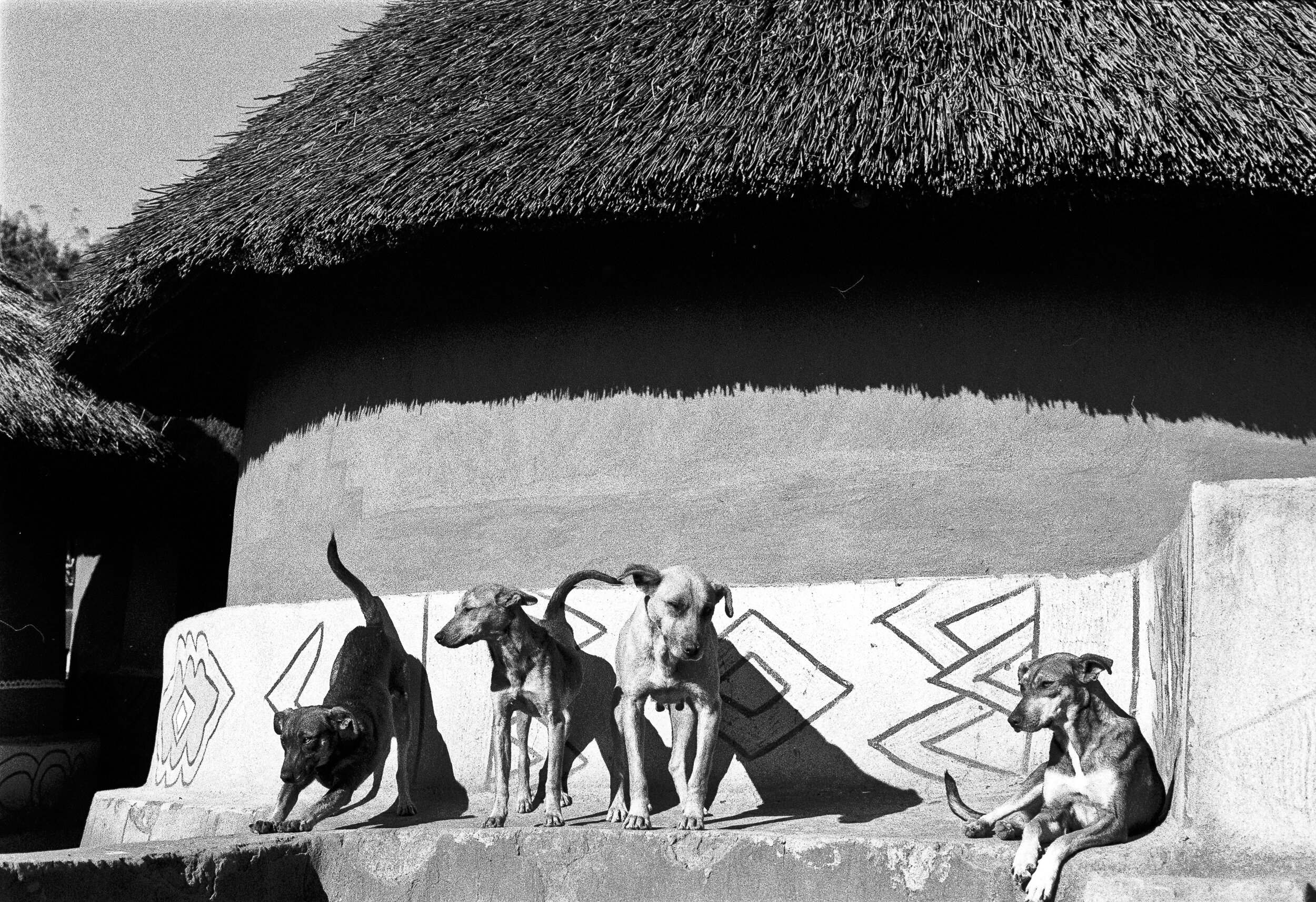  South Africa, Venda, June 2001. African dogs enjoying the late afternoon sun. Photo by Leonie Marinovich 