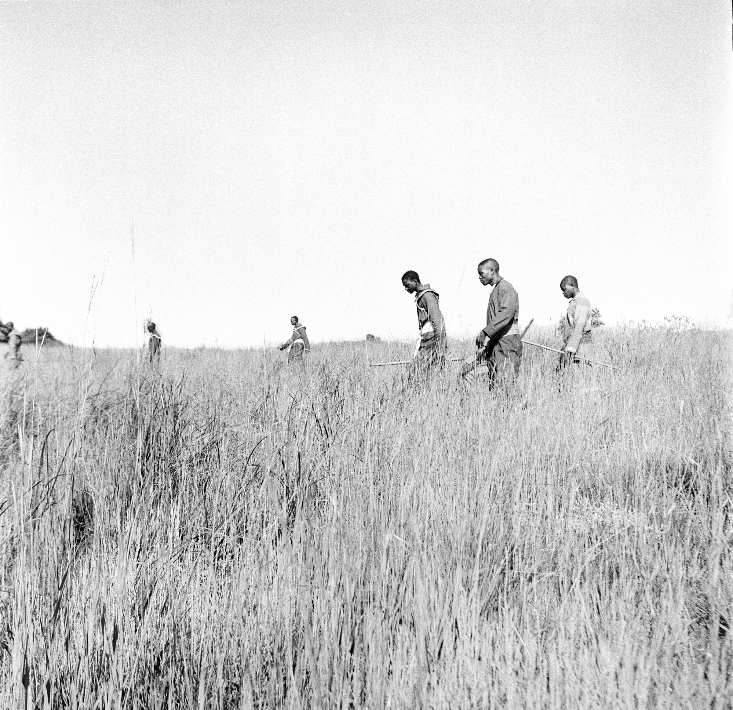  Members of a Zioni church sect walk through summer grass on their way to their outdoor worship space -  circular areas cleared and smoothed to allow for their ecstatic dancing, Melville Koppie, Johannesburg 2007. Photo Greg Marinovich 