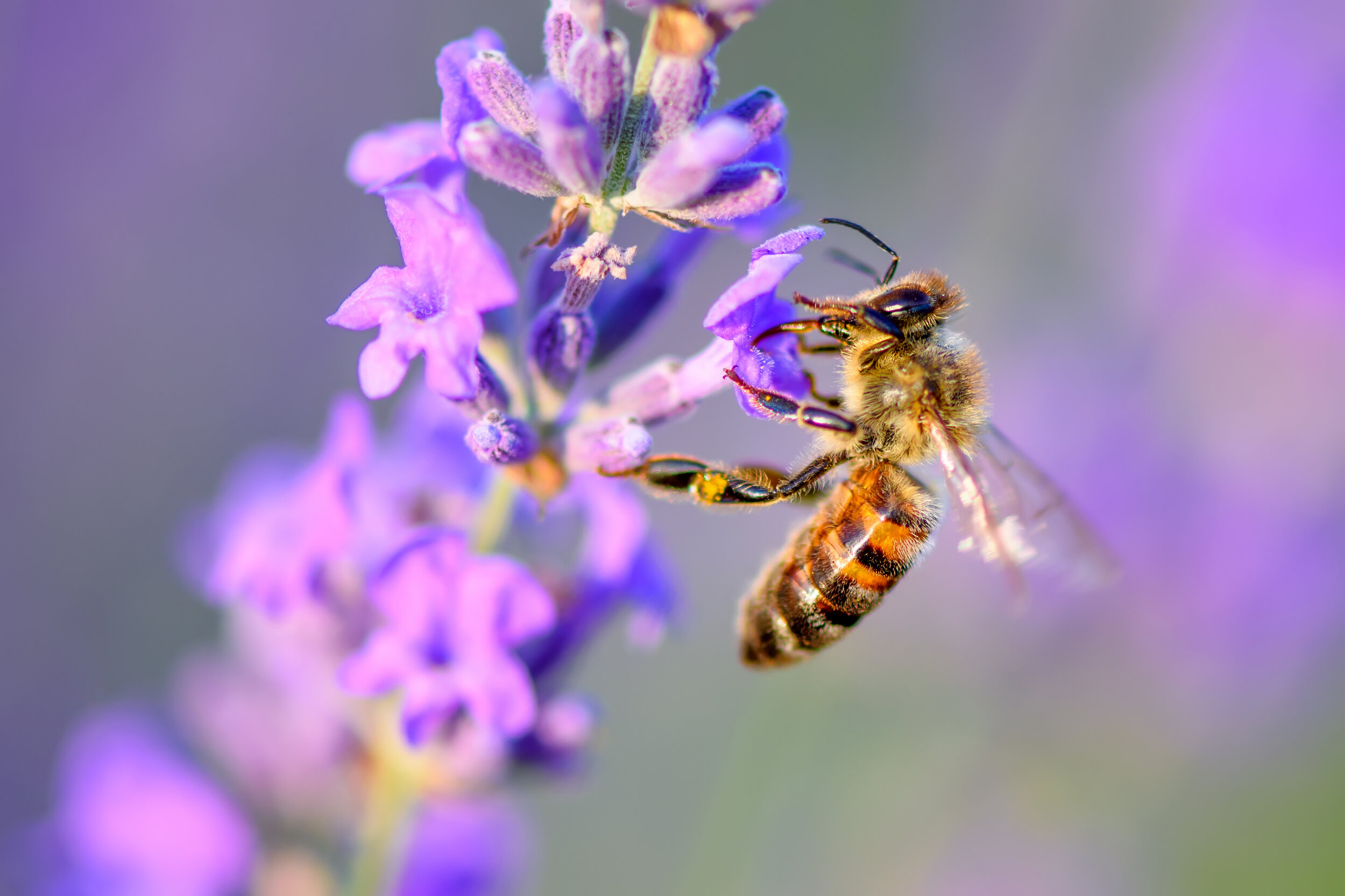 bee-pollinates-the-lavender-flowers-plant-decay-wi-63GNYM7.jpg