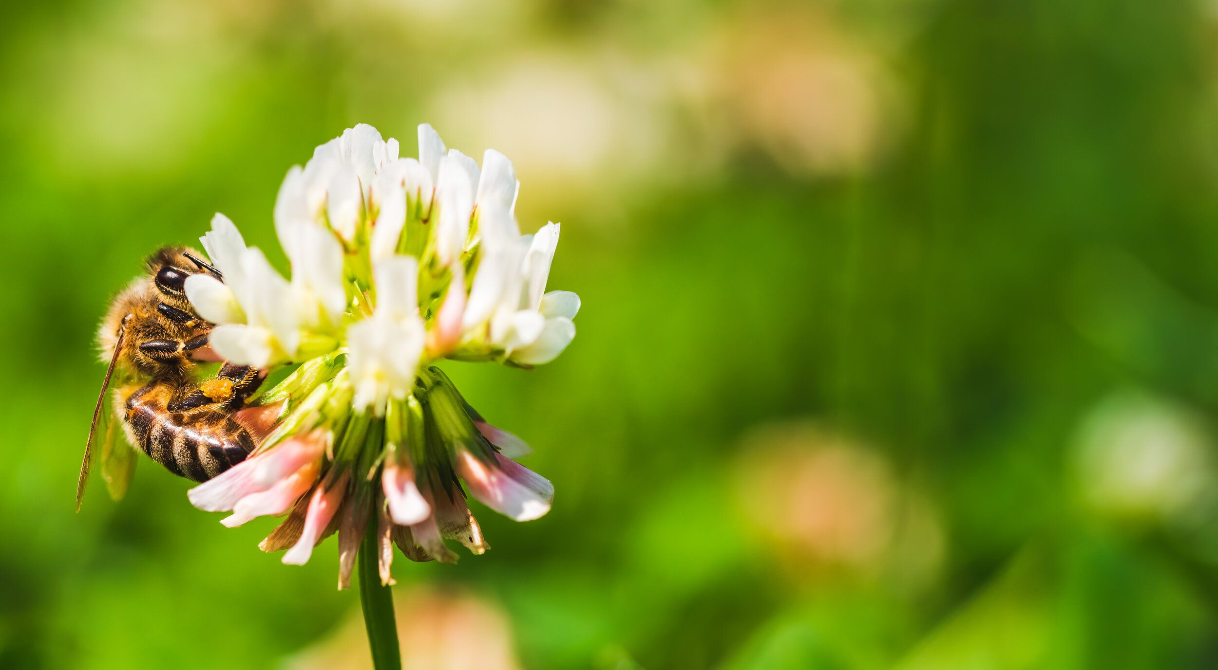 close-up-of-honey-bee-on-the-clover-flower-in-the--A4DGLX4.jpg