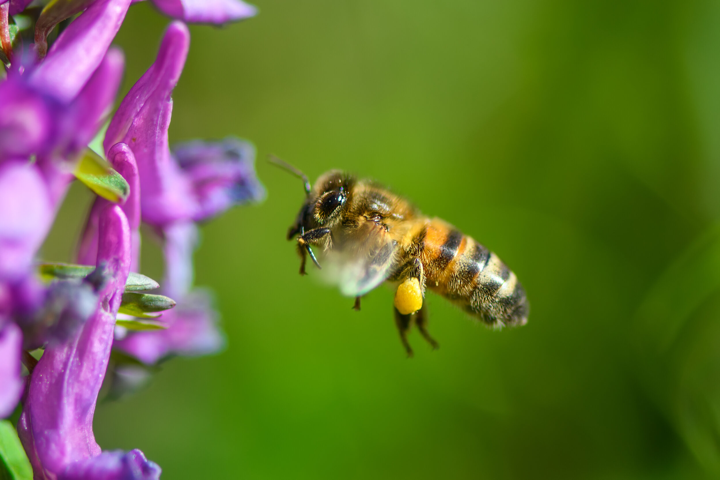 flying-bee-landing-to-violet-flower-UKYDADV.jpg