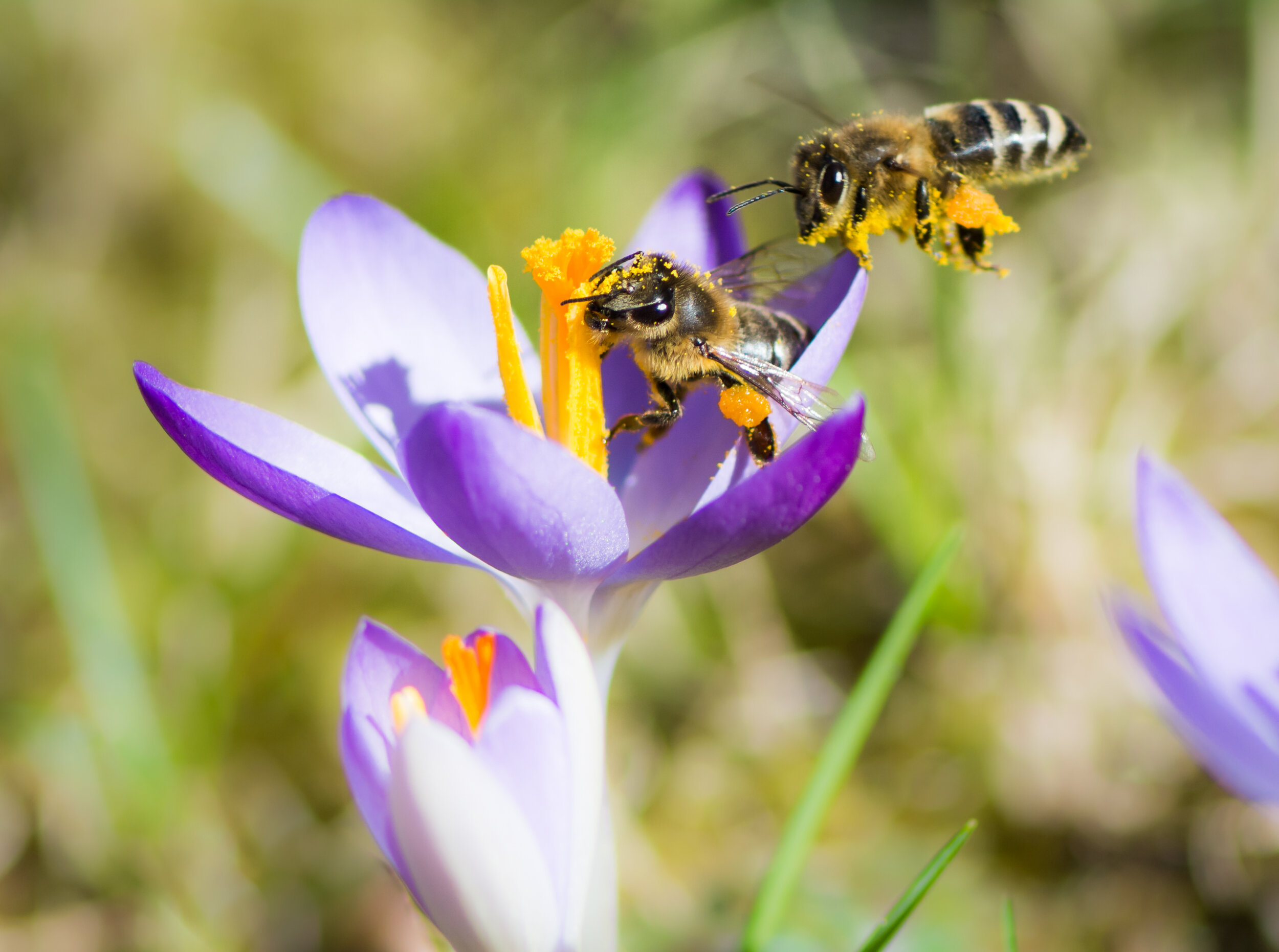 flying-honeybee-pollinating-a-purple-crocus-flower-PVLD9RL.jpg
