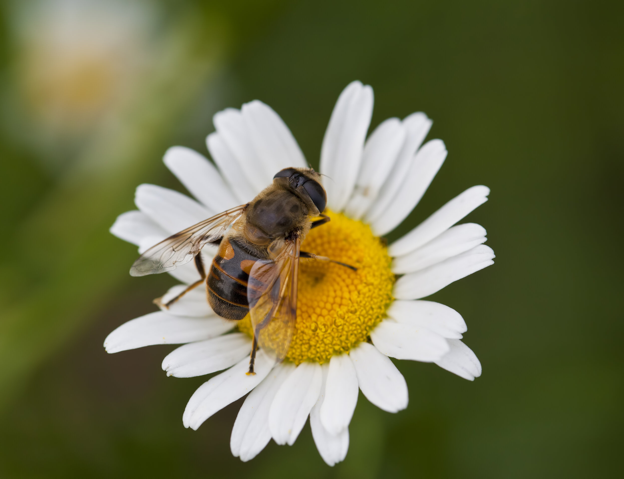 honey-bee-on-daisy-P3TH9P5.jpg