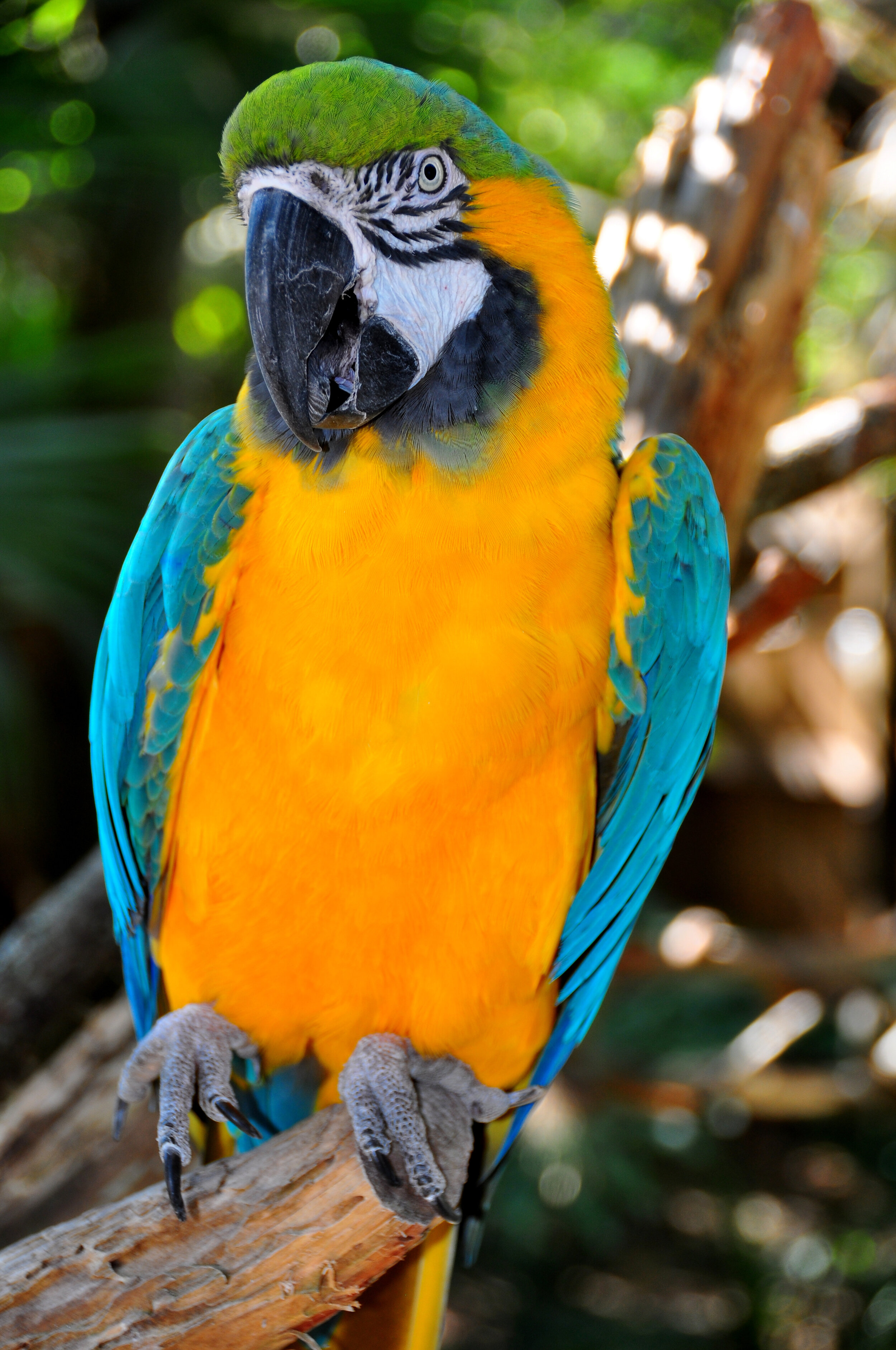 Blue-and-Gold Macaw,  Ara ararauna