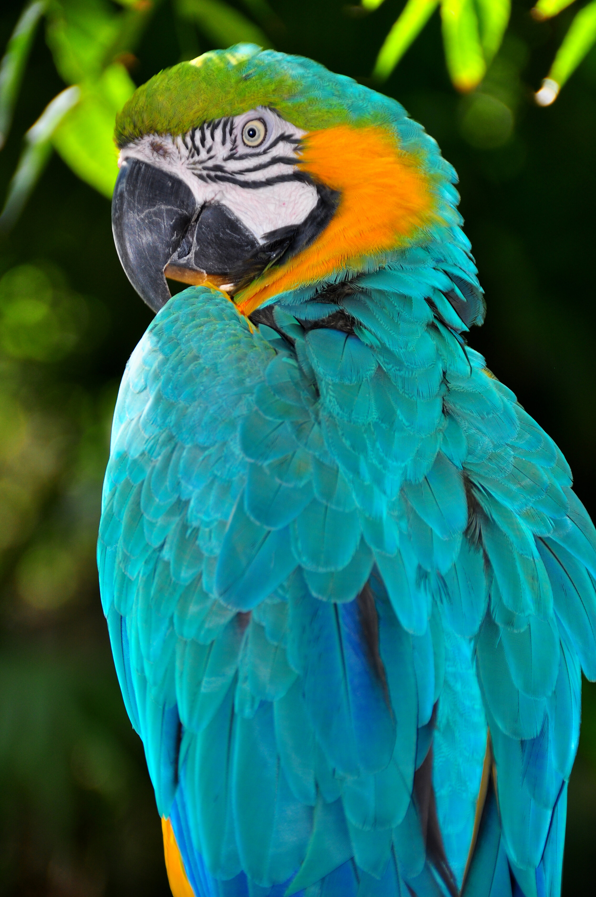 Blue-and-Gold Macaw,  Ara ararauna