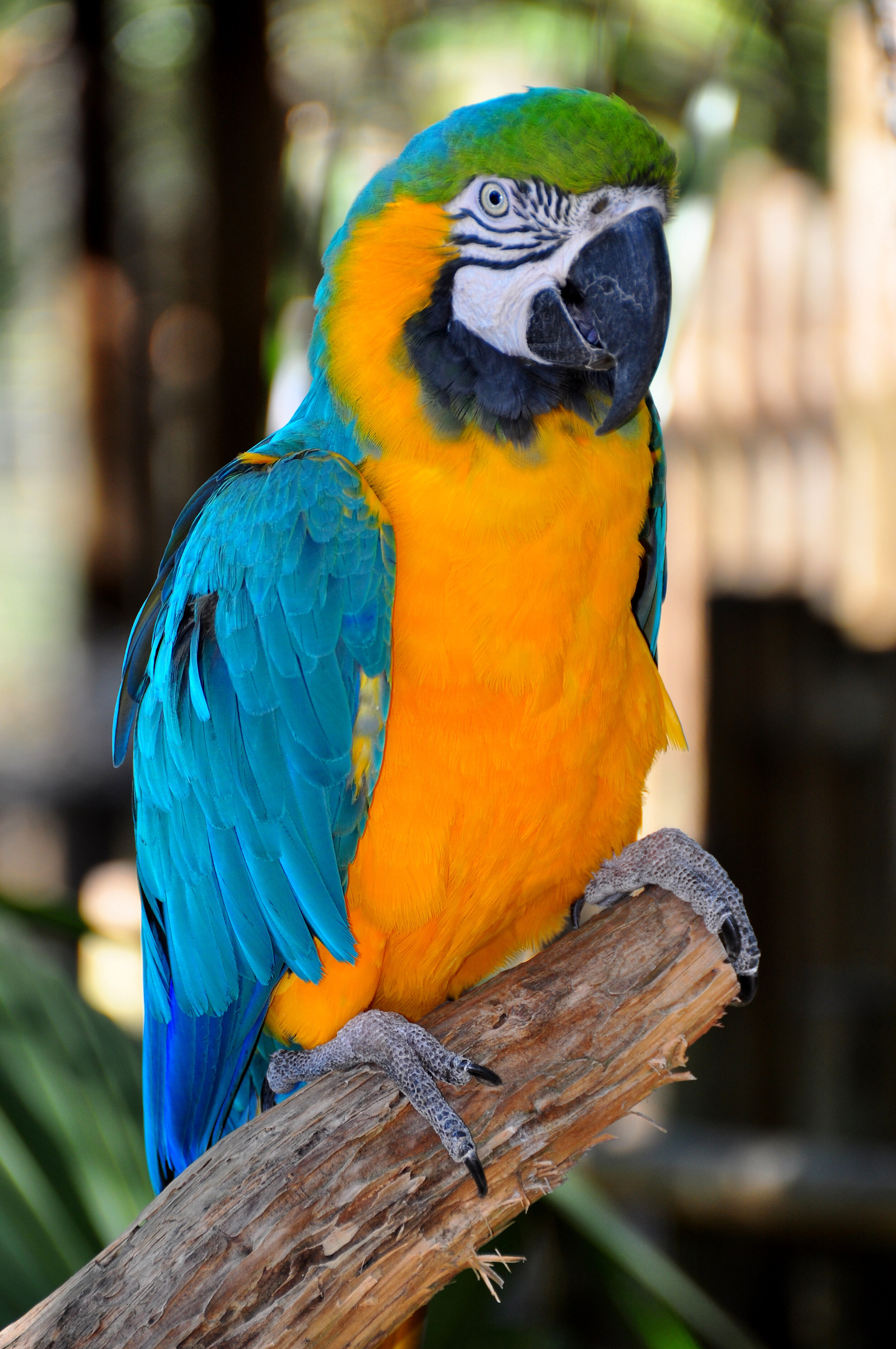 Blue-and-Gold Macaw,  Ara ararauna