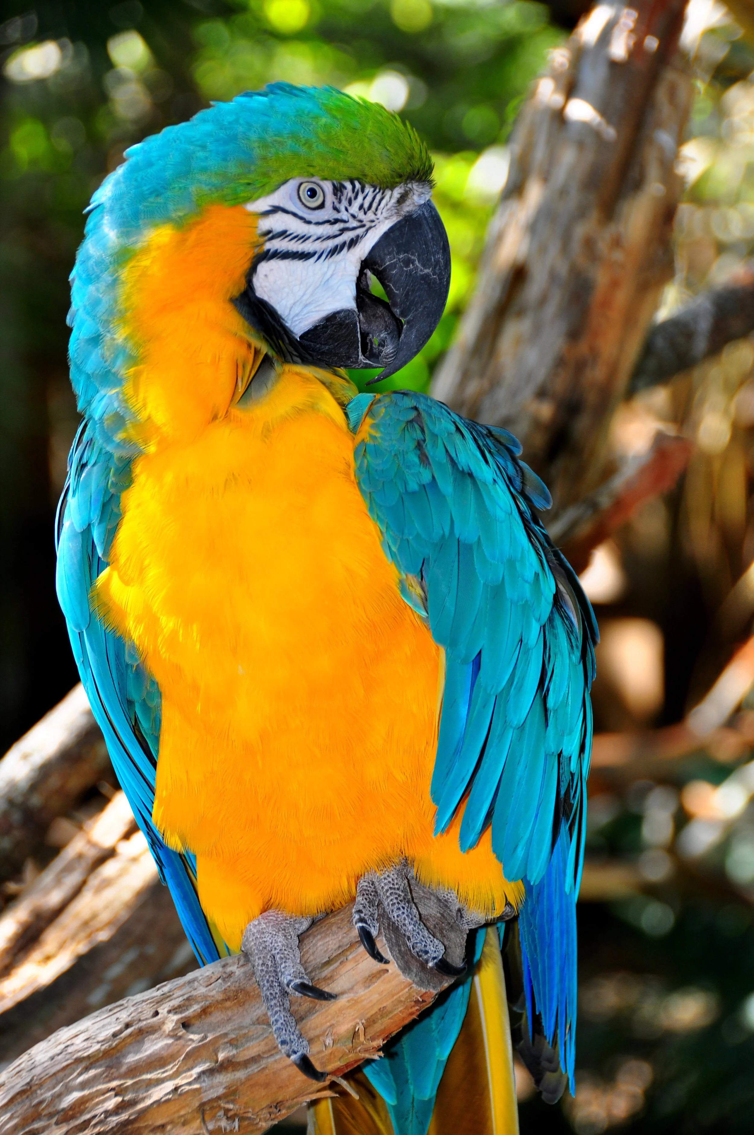 Blue-and-Gold Macaw,  Ara ararauna