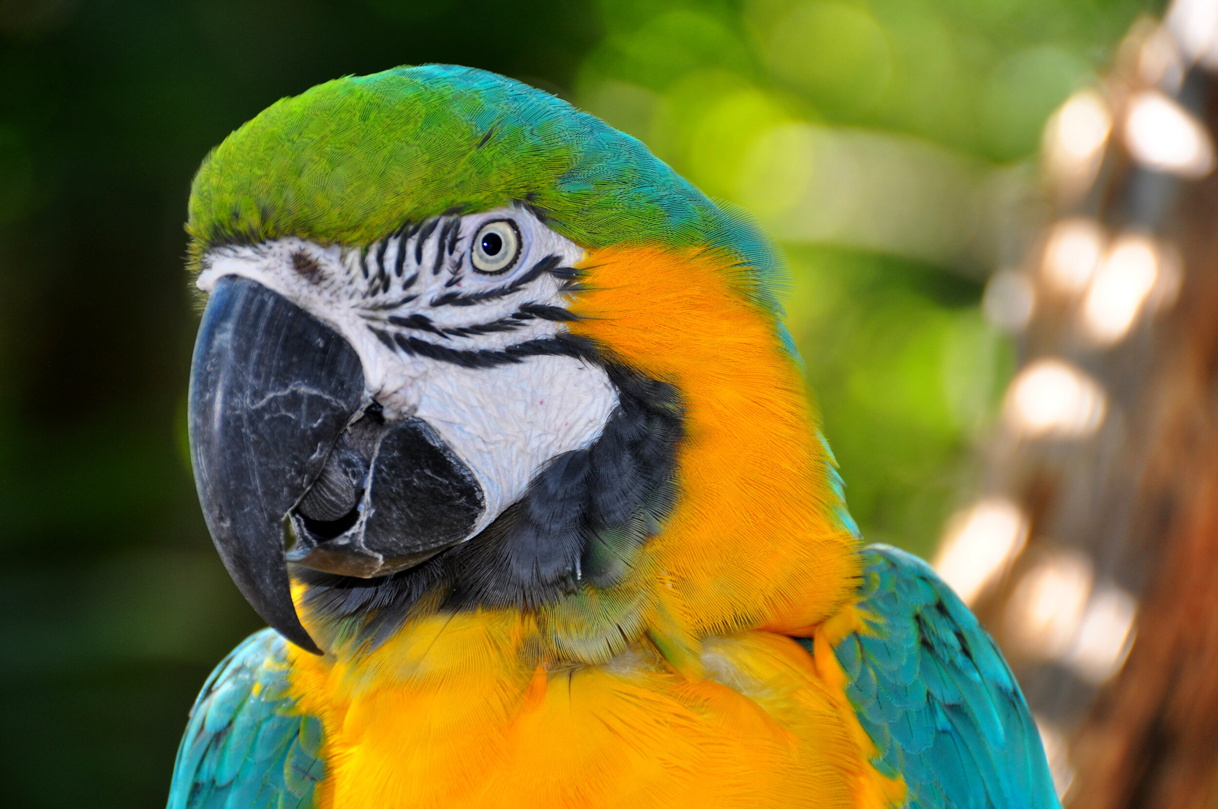Blue-and-Gold Macaw,  Ara ararauna