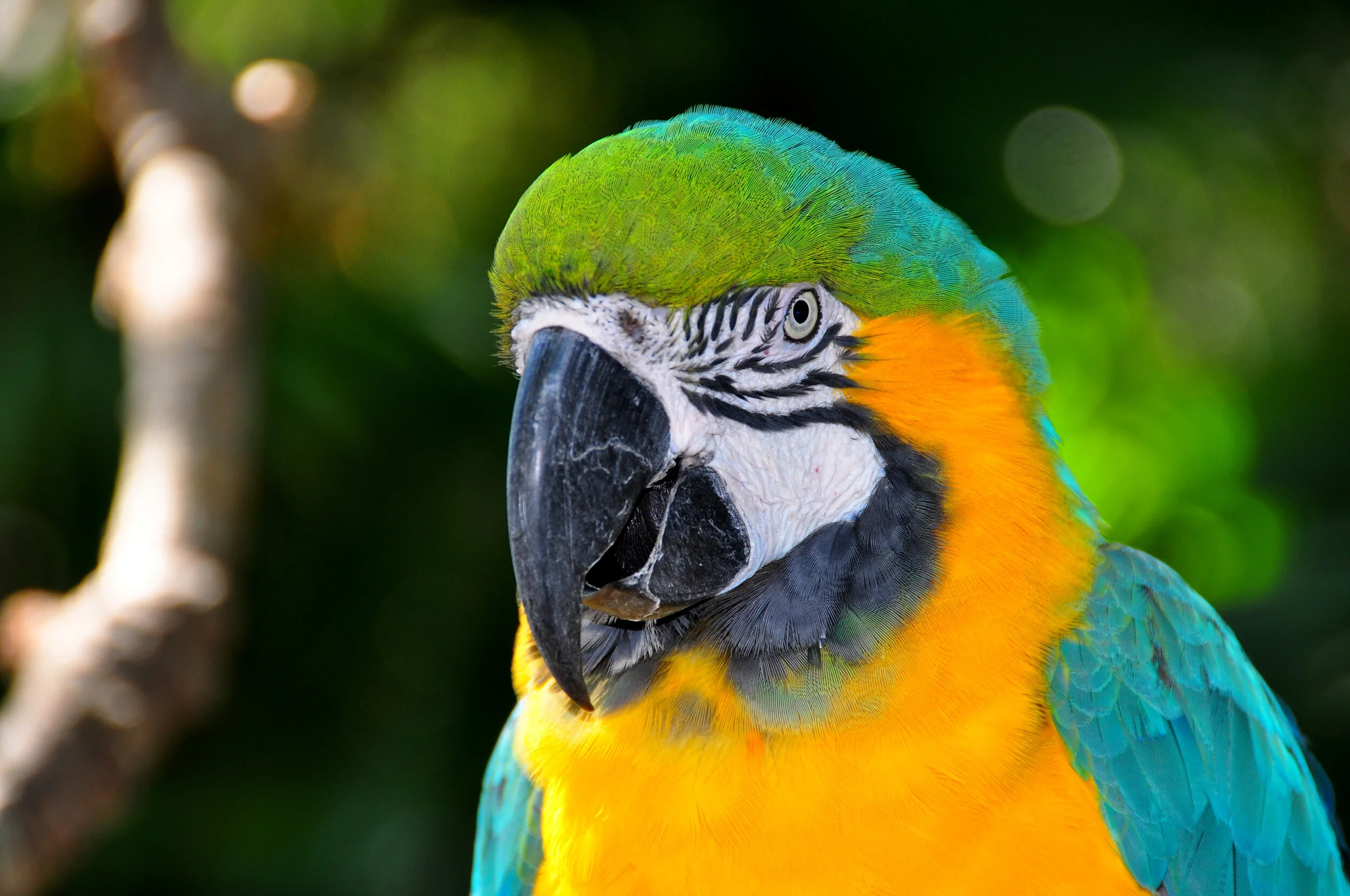 Blue-and-Gold Macaw,  Ara ararauna
