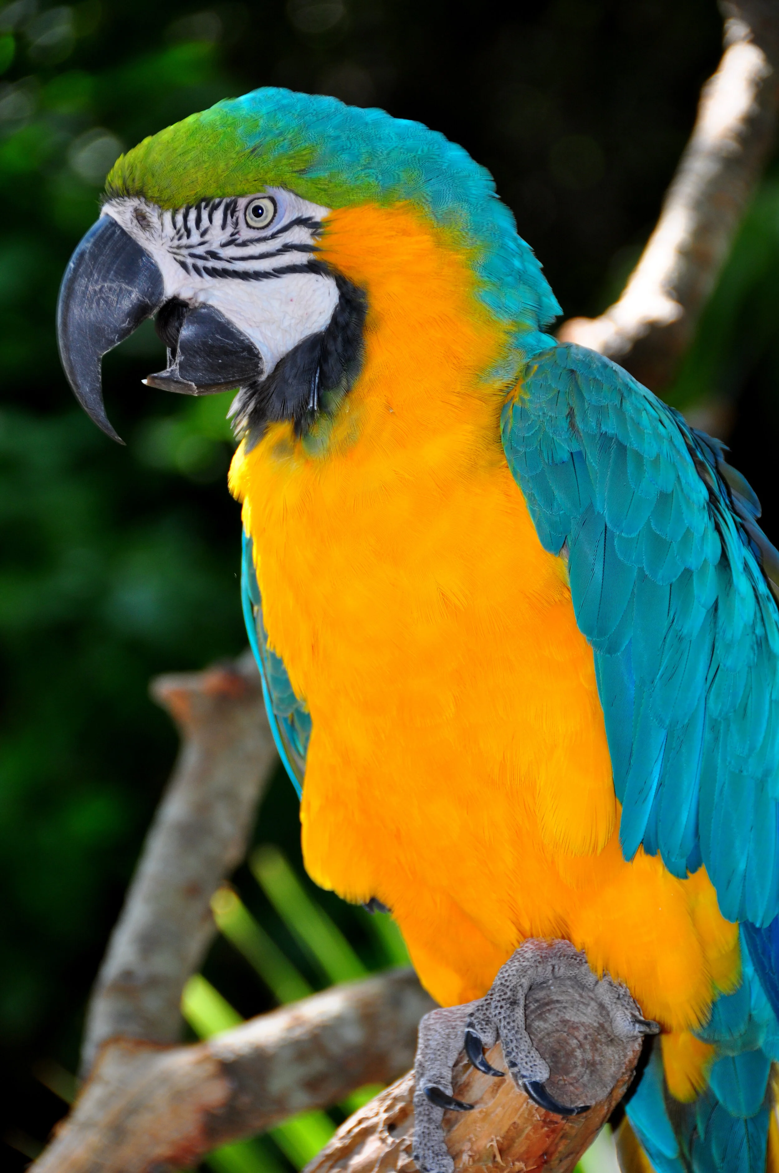 Blue-and-Gold Macaw,  Ara ararauna