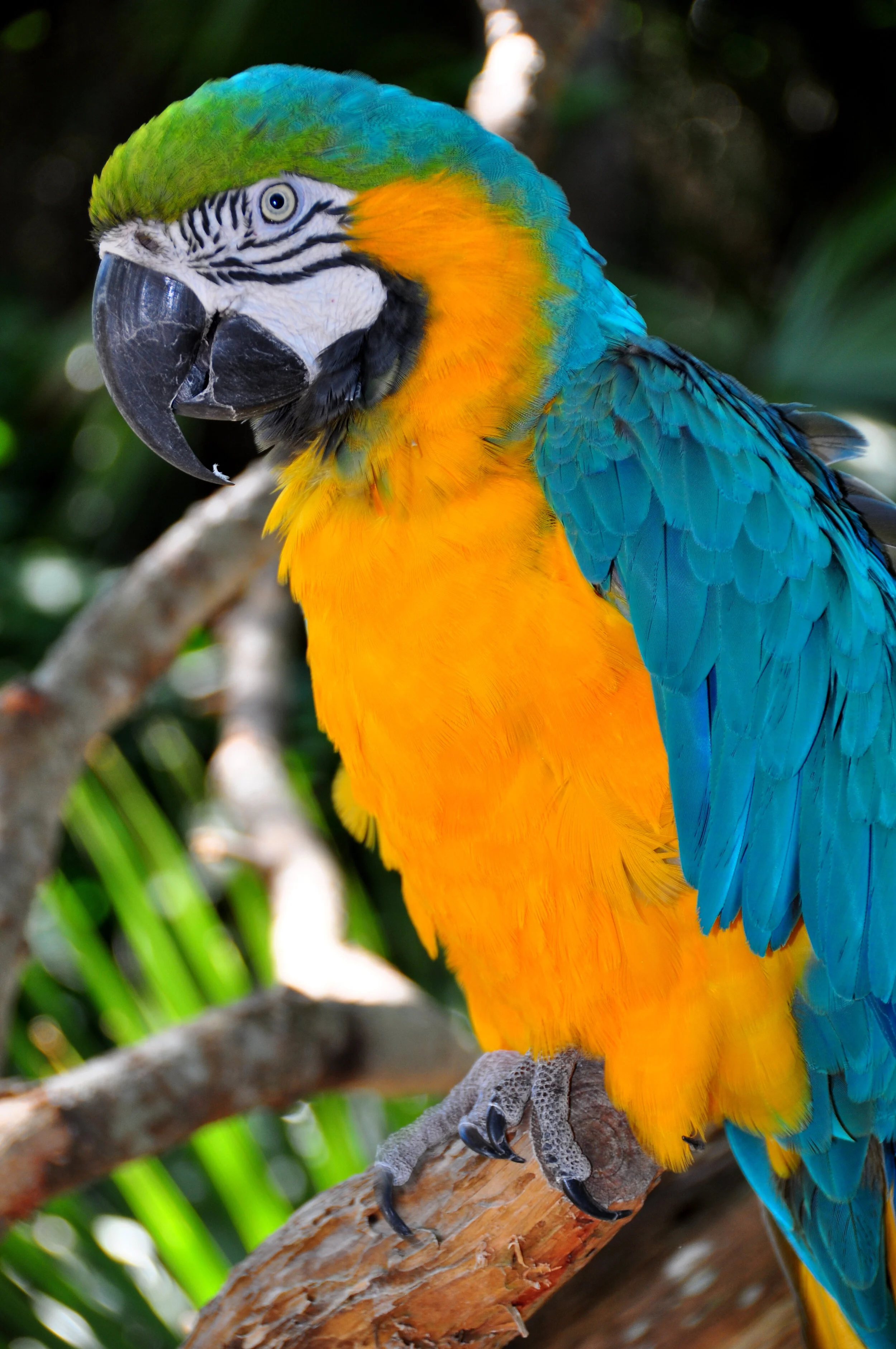 Blue-and-Gold Macaw,  Ara ararauna