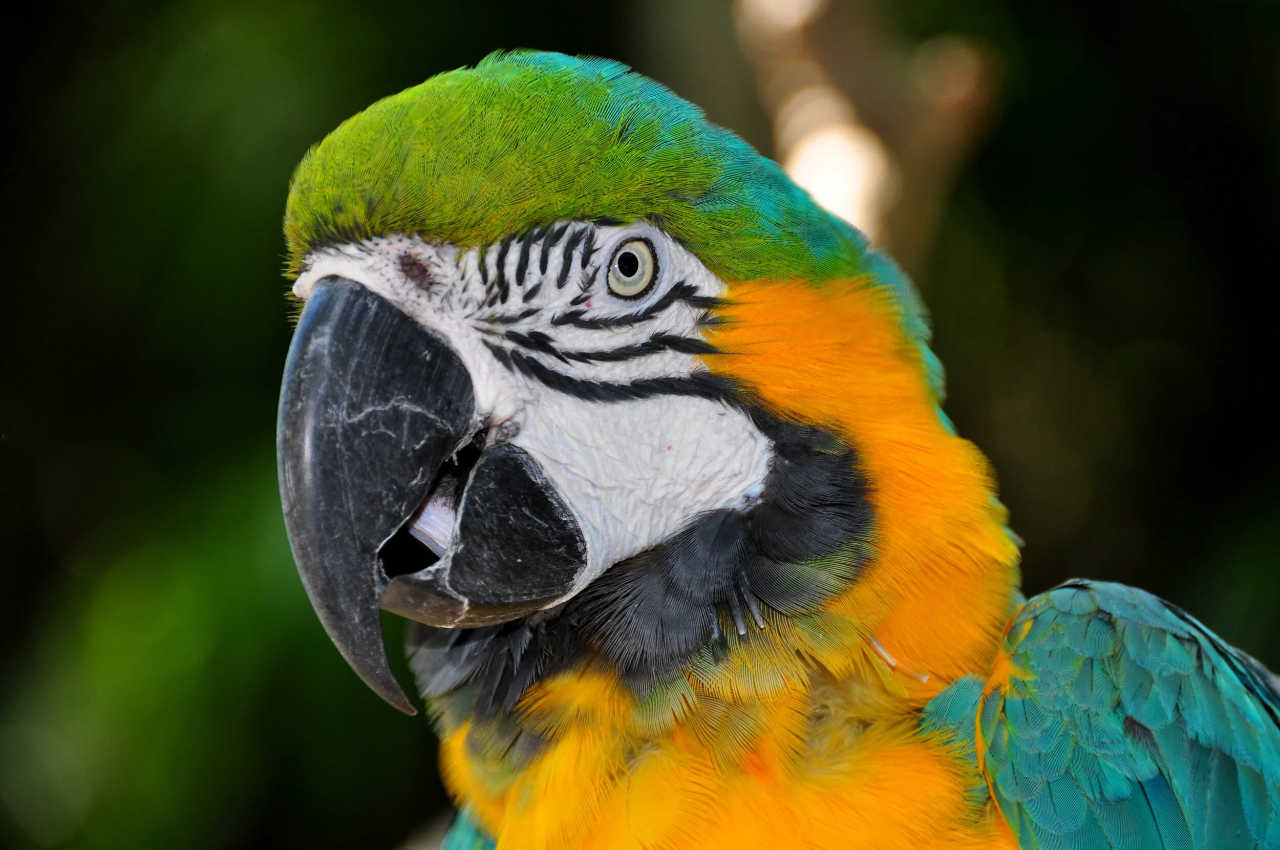 Blue-and-Gold Macaw,  Ara ararauna