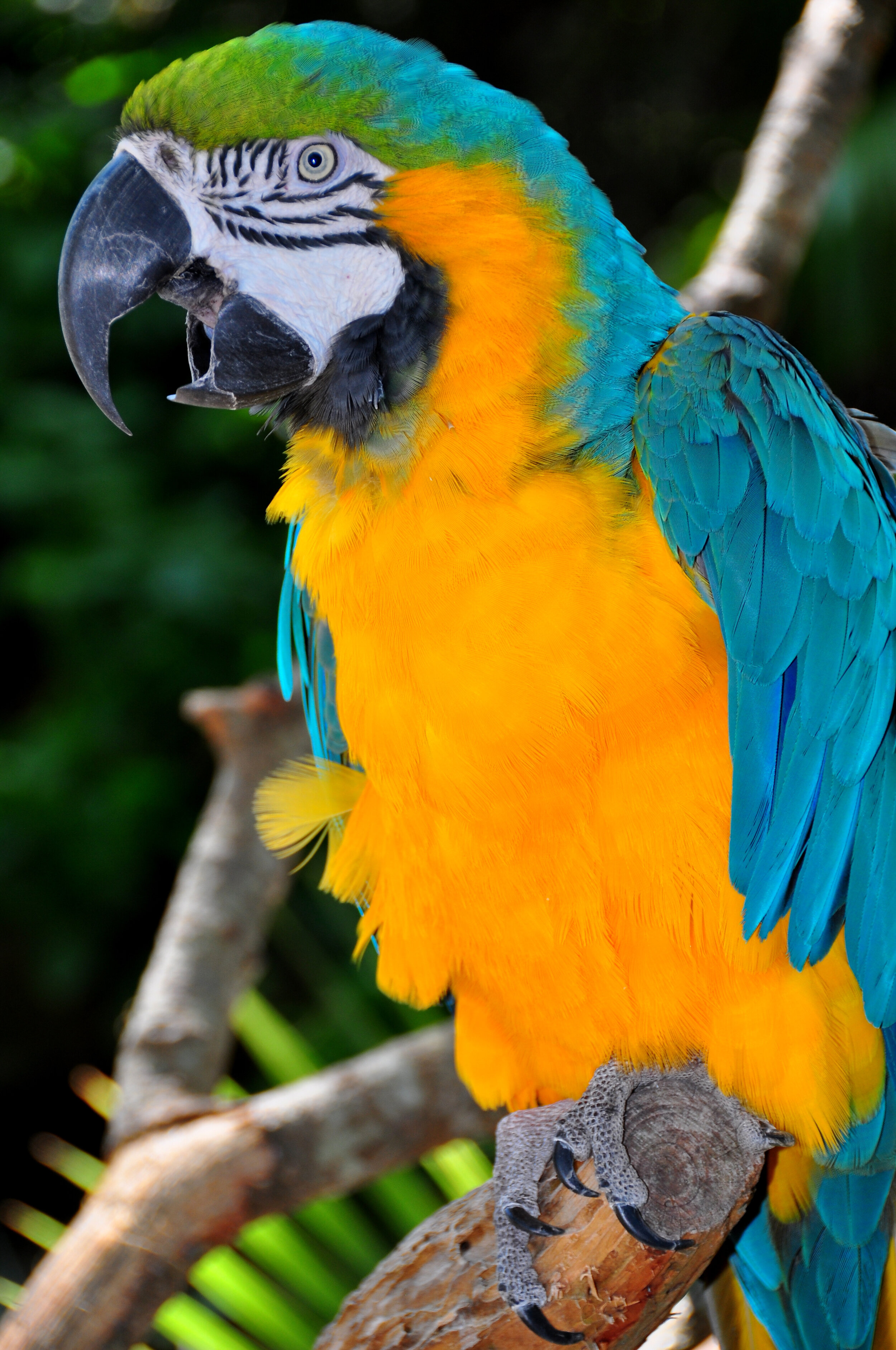 Blue-and-Gold Macaw,  Ara ararauna