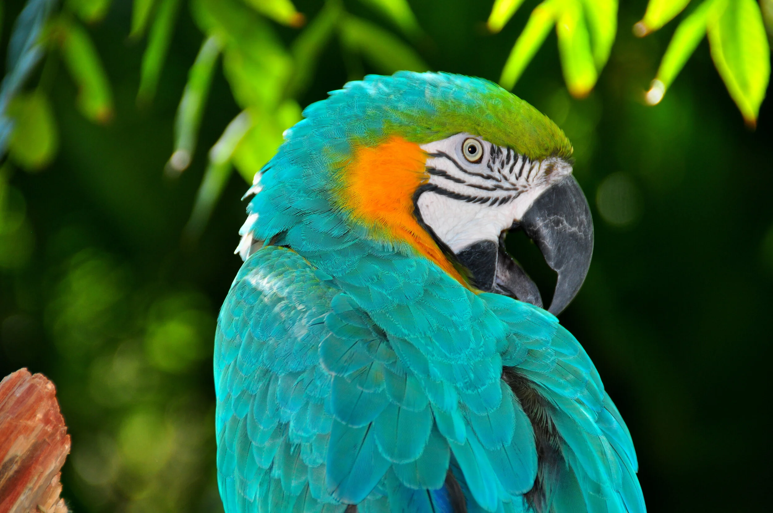 Blue-and-Gold Macaw,  Ara ararauna