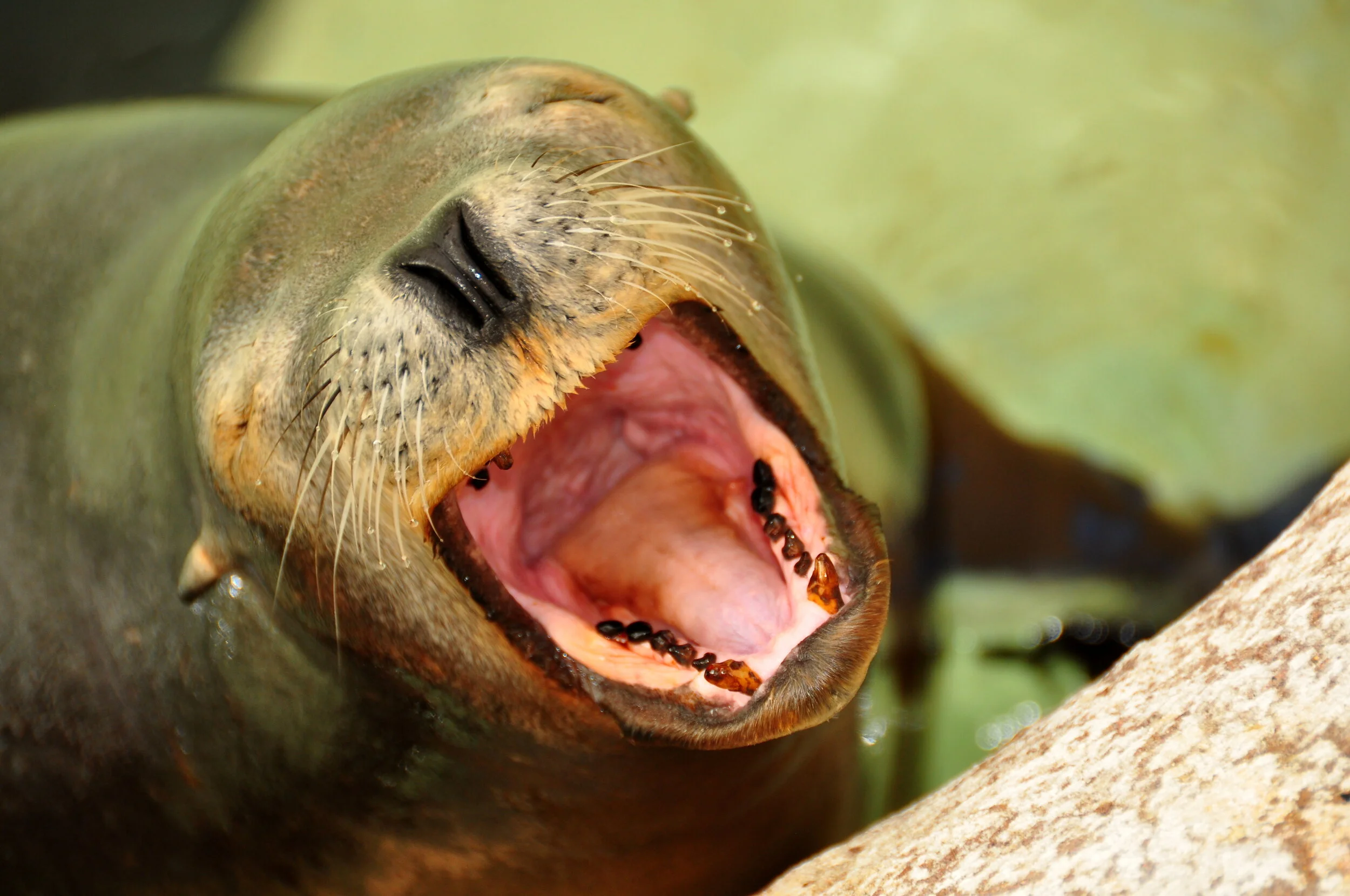 A close-up of a sea lion with its mouth wide open, showing its pink interior and black teeth.