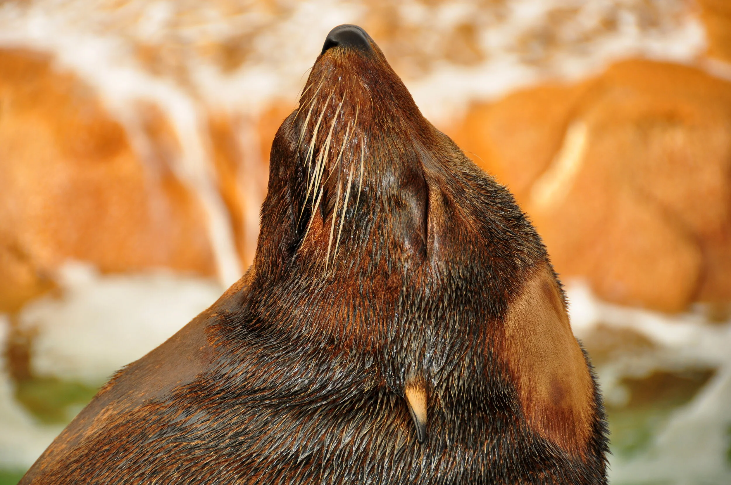 Close-up of a sea lion with its head tilted upwards, showing wet fur and whiskers, with a blurred background of rocks and water.