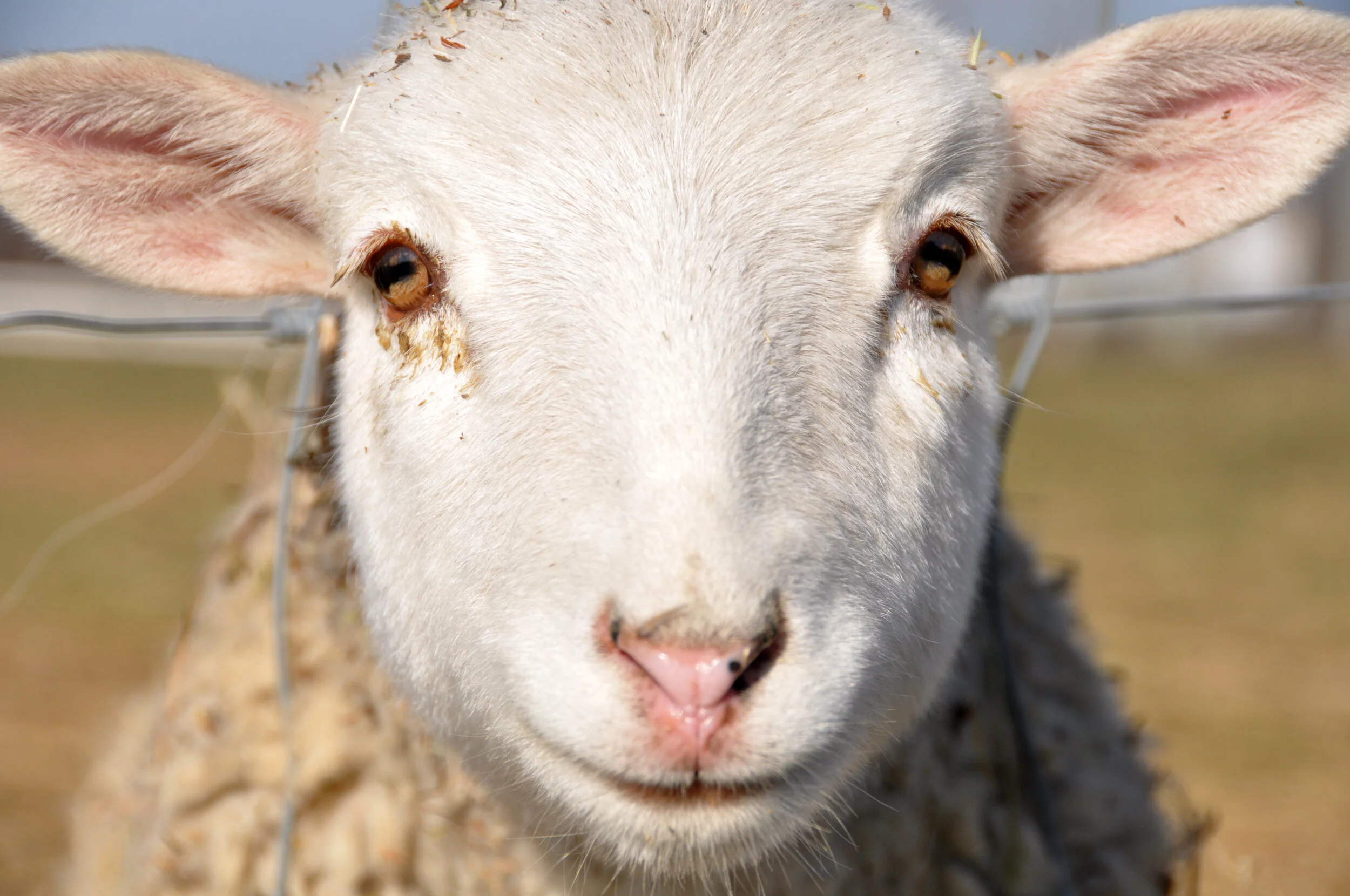 Close-up of a white goat with large ears, brown eyes, and some dirt on its face, standing outdoors.