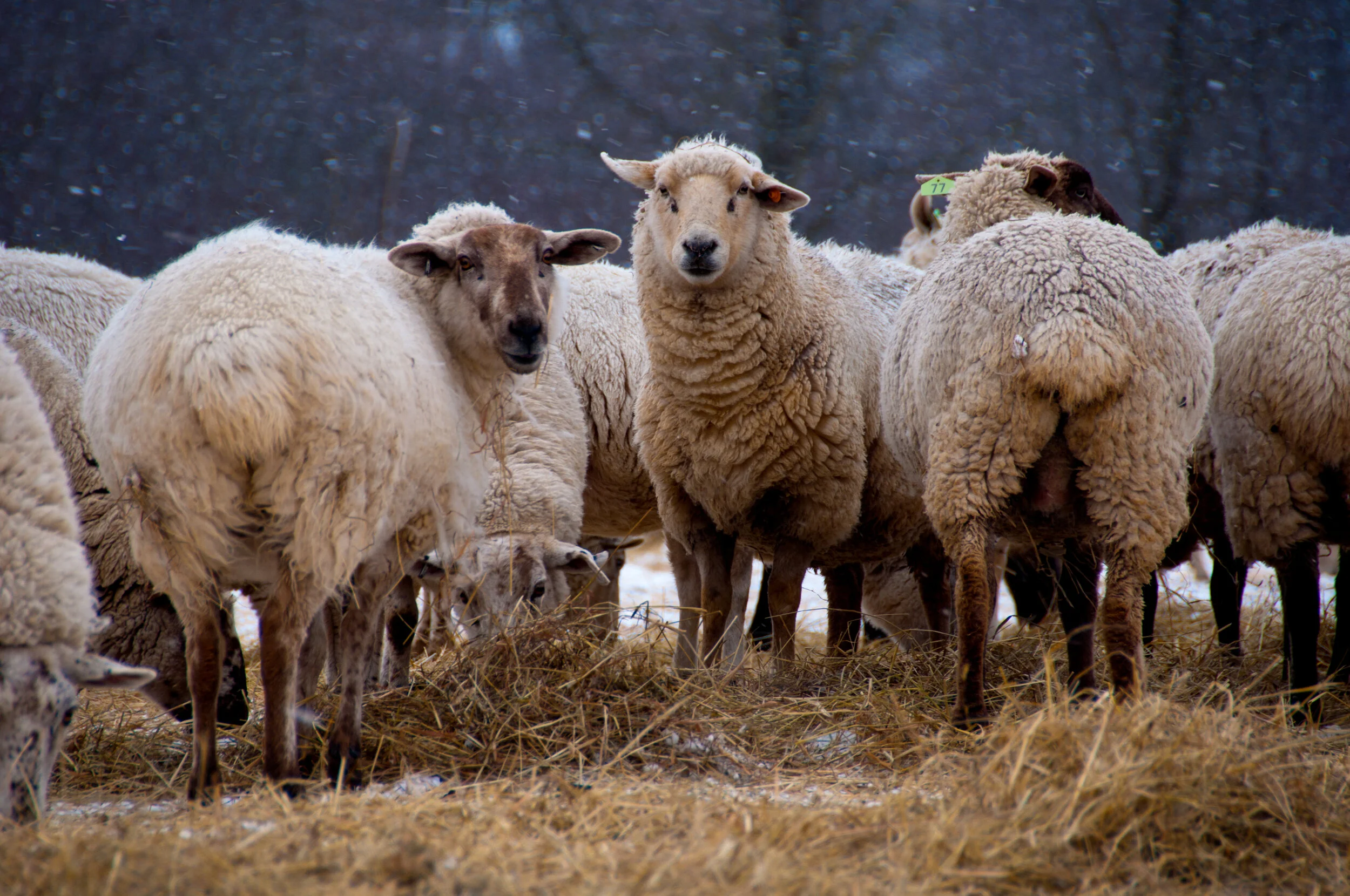 Group of sheep and lambs standing on hay in a winter landscape, with dark trees in the background.