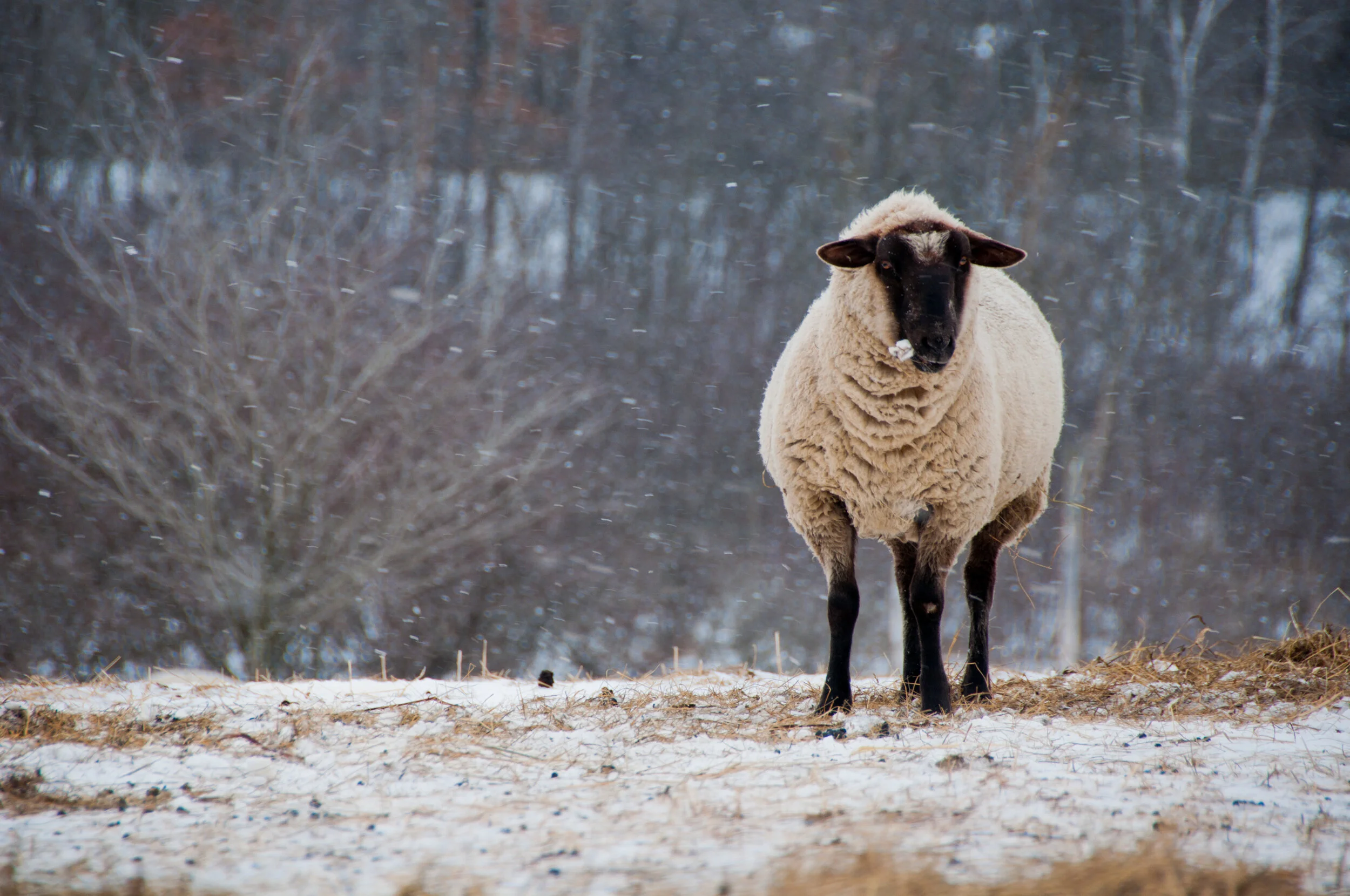 A sheep standing on snowy ground with a background of bare trees, snow, and falling snowflakes.